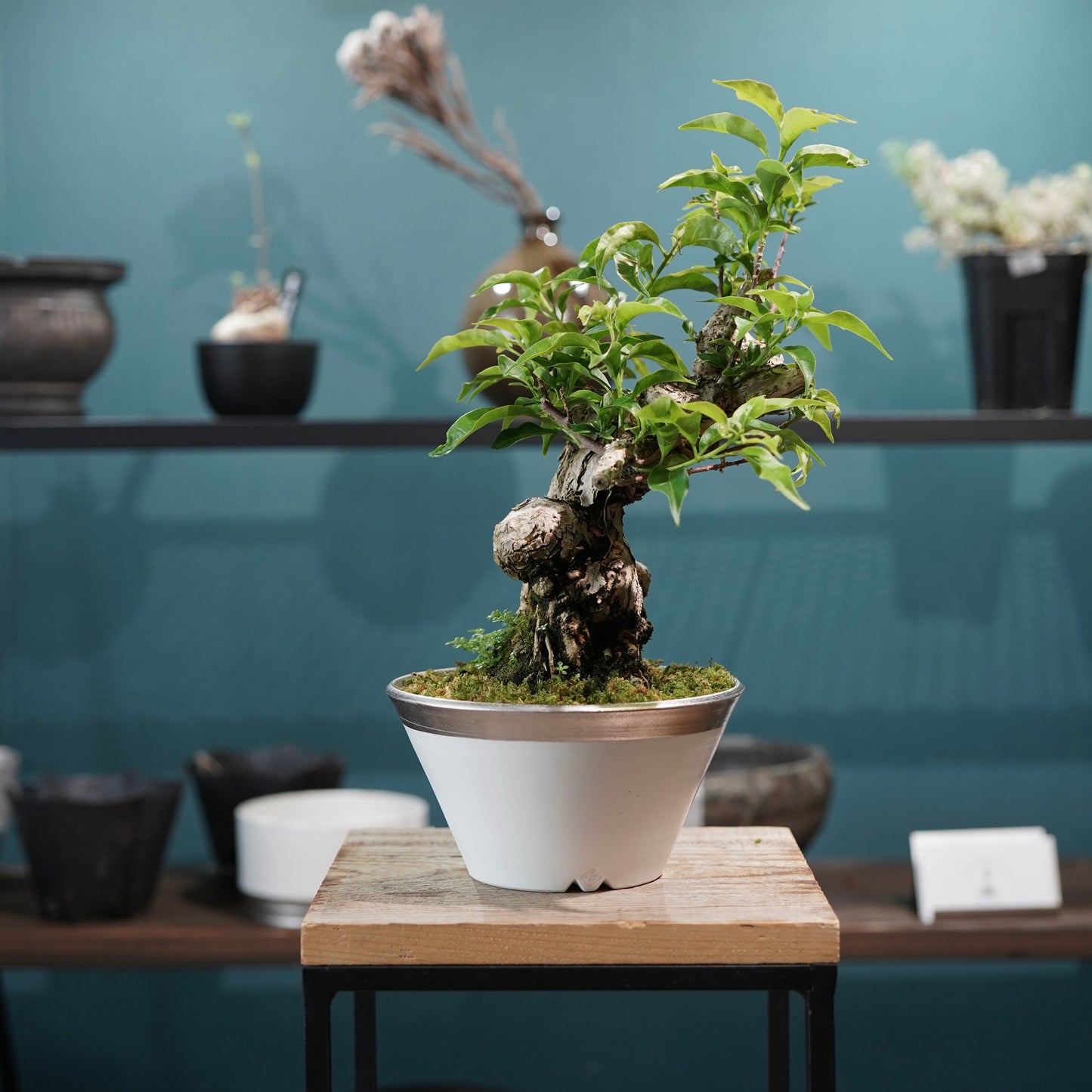 Old bougainvillea（ブーゲンビリア古木) × 高見澤 匠 "白磁／白金鉢5号"