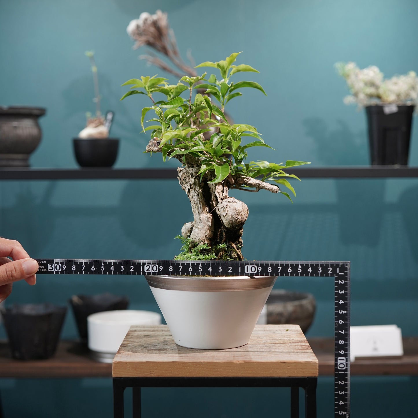 Old bougainvillea（ブーゲンビリア古木) × 高見澤 匠 "白磁／白金鉢5号"