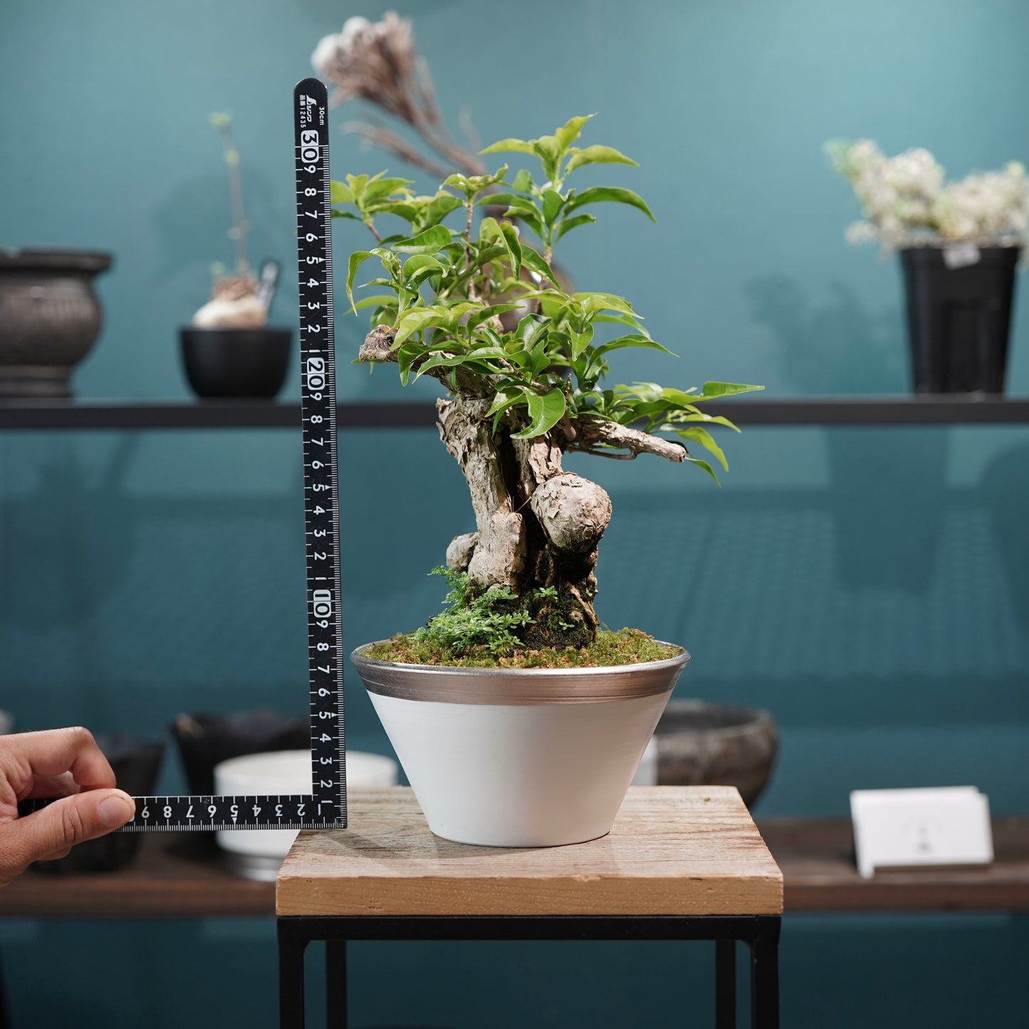 Old bougainvillea（ブーゲンビリア古木) × 高見澤 匠 "白磁／白金鉢5号"