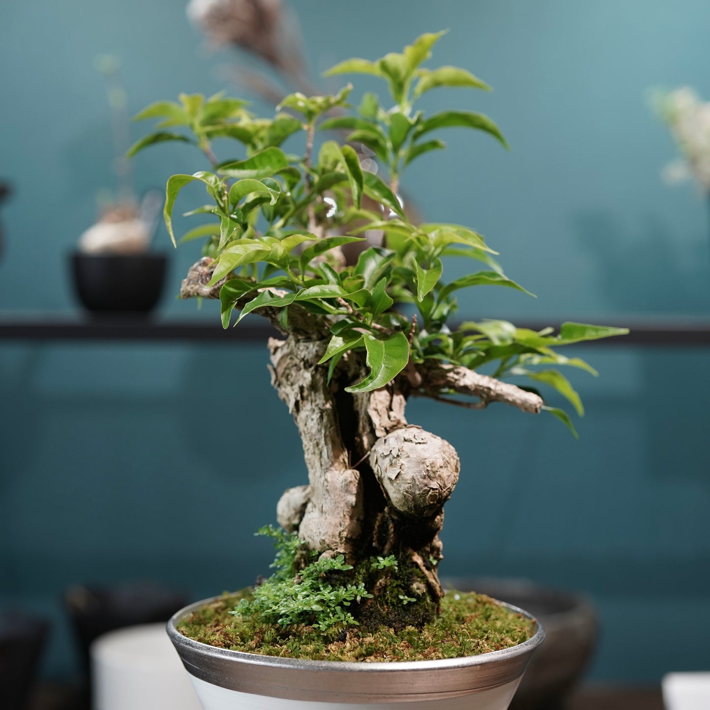 Old bougainvillea（ブーゲンビリア古木) × 高見澤 匠 "白磁／白金鉢5号"