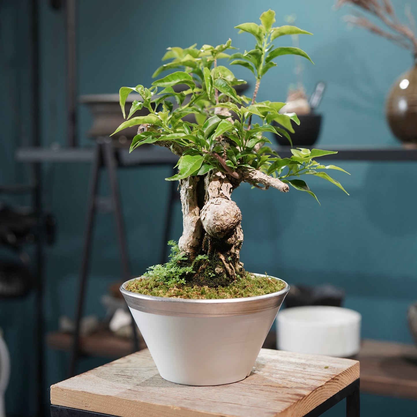 Old bougainvillea（ブーゲンビリア古木) × 高見澤 匠 "白磁／白金鉢5号"