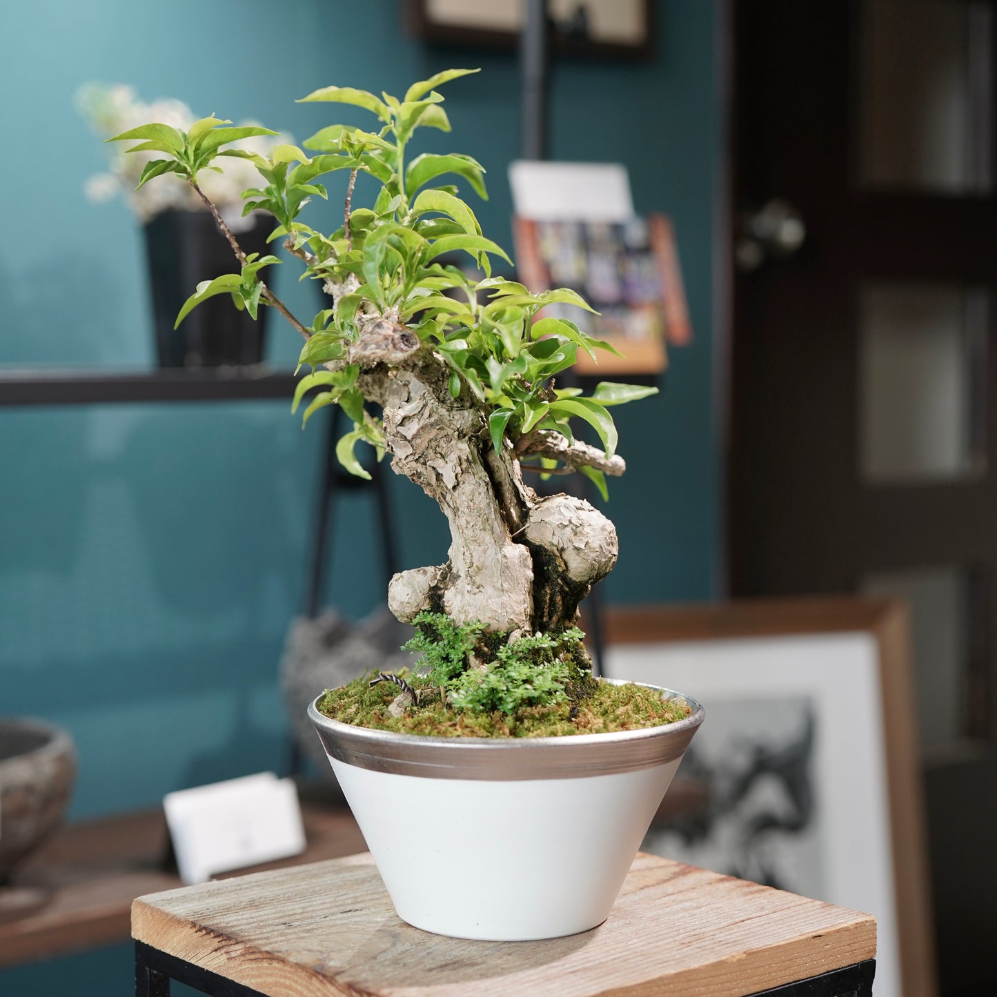 Old bougainvillea（ブーゲンビリア古木) × 高見澤 匠 "白磁／白金鉢5号"