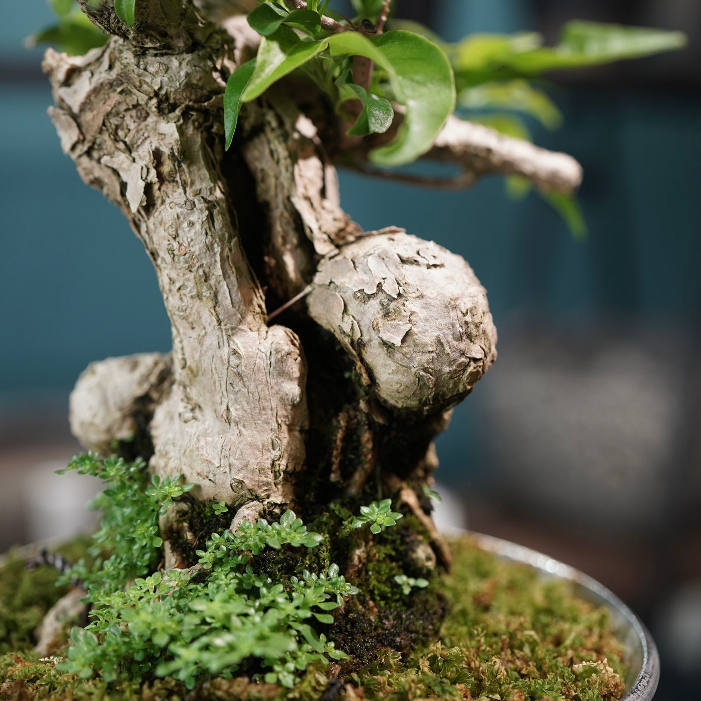 Old bougainvillea（ブーゲンビリア古木) × 高見澤 匠 "白磁／白金鉢5号"