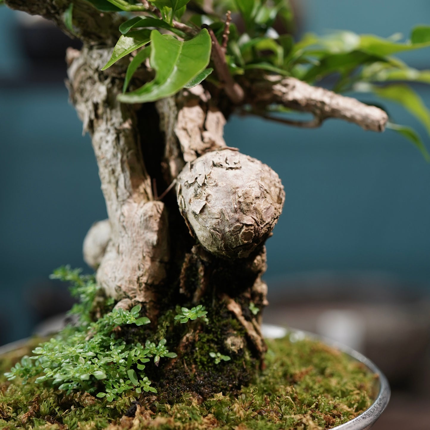 Old bougainvillea（ブーゲンビリア古木) × 高見澤 匠 "白磁／白金鉢5号"