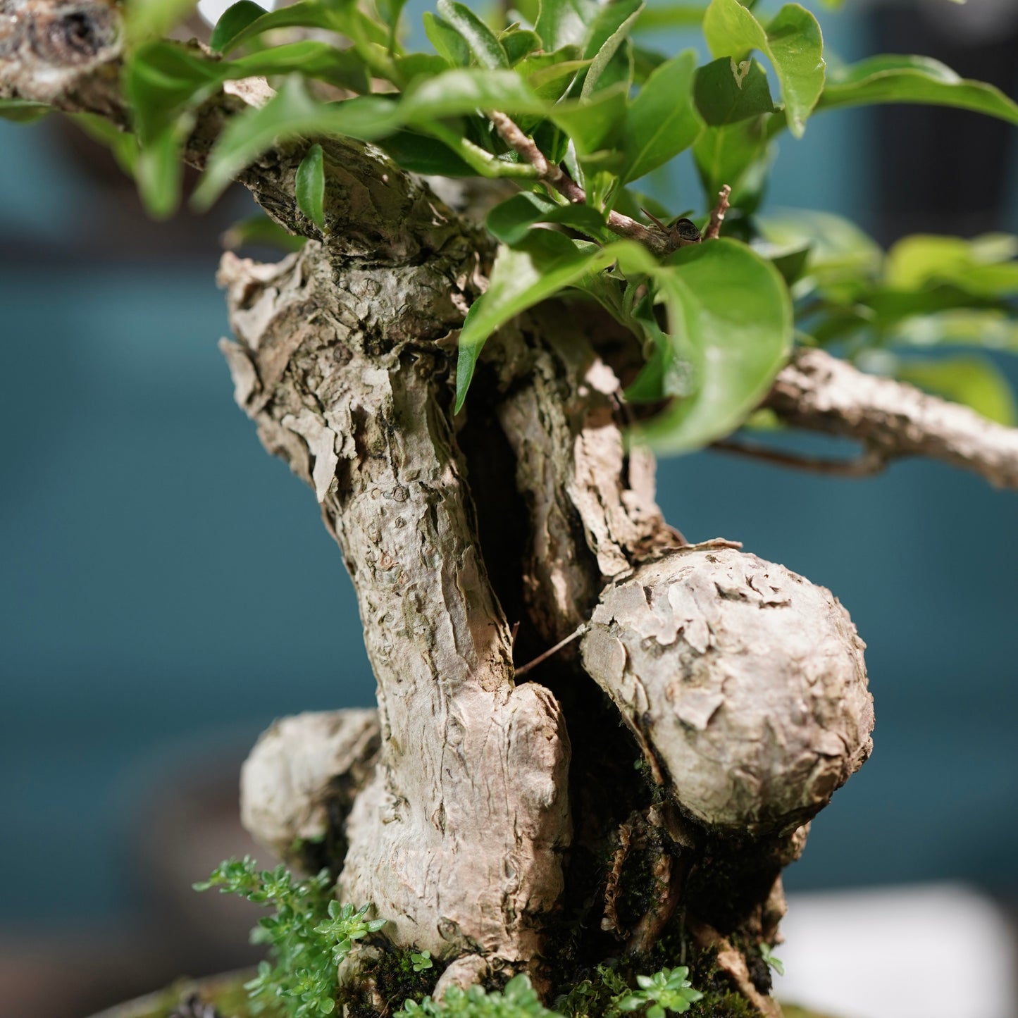 Old bougainvillea（ブーゲンビリア古木) × 高見澤 匠 "白磁／白金鉢5号"