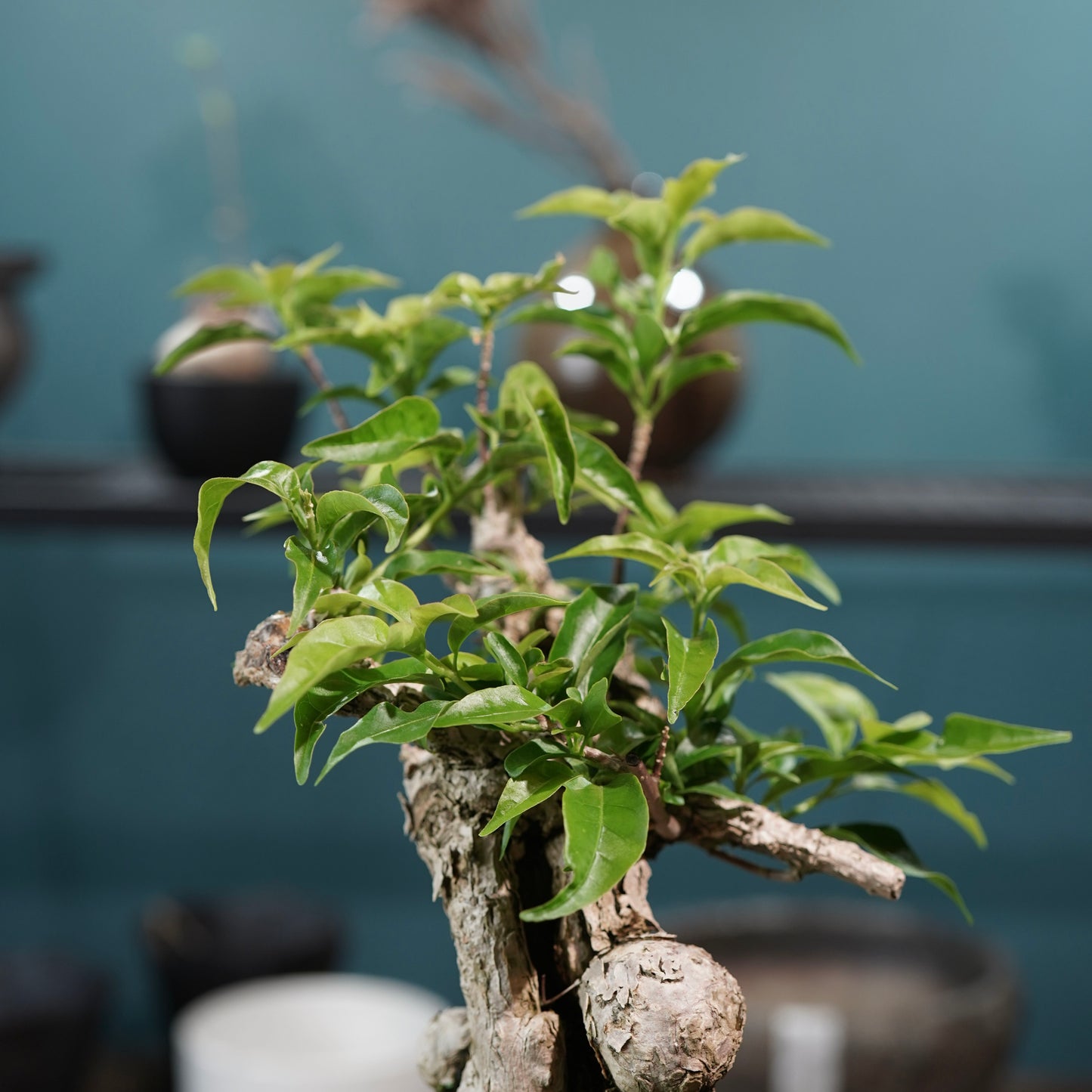 Old bougainvillea（ブーゲンビリア古木) × 高見澤 匠 "白磁／白金鉢5号"