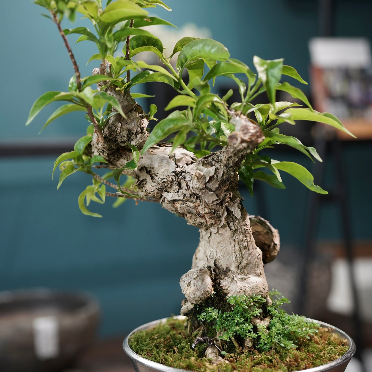 Old bougainvillea（ブーゲンビリア古木) × 高見澤 匠 "白磁／白金鉢5号"