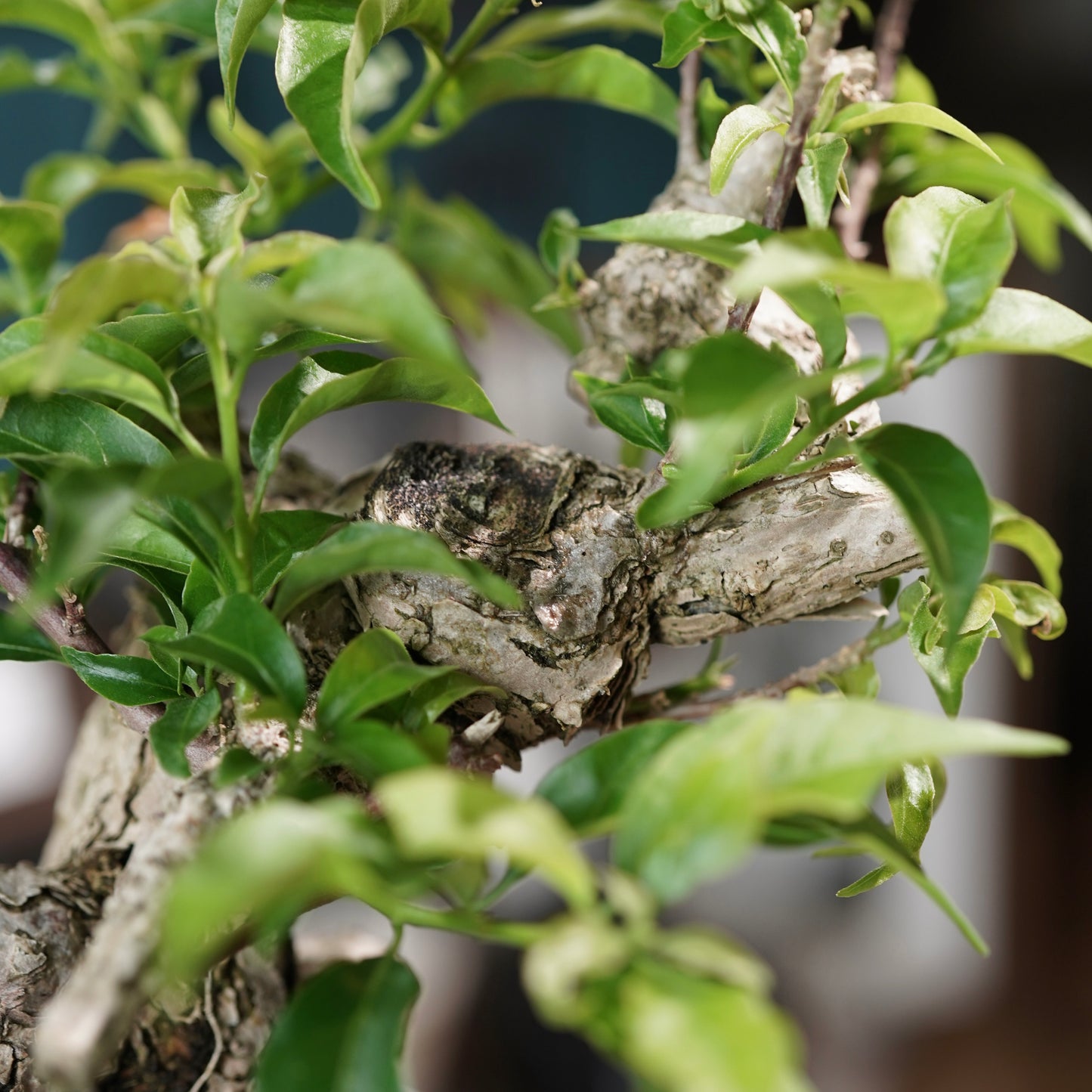 Old bougainvillea（ブーゲンビリア古木) × 高見澤 匠 "白磁／白金鉢5号"