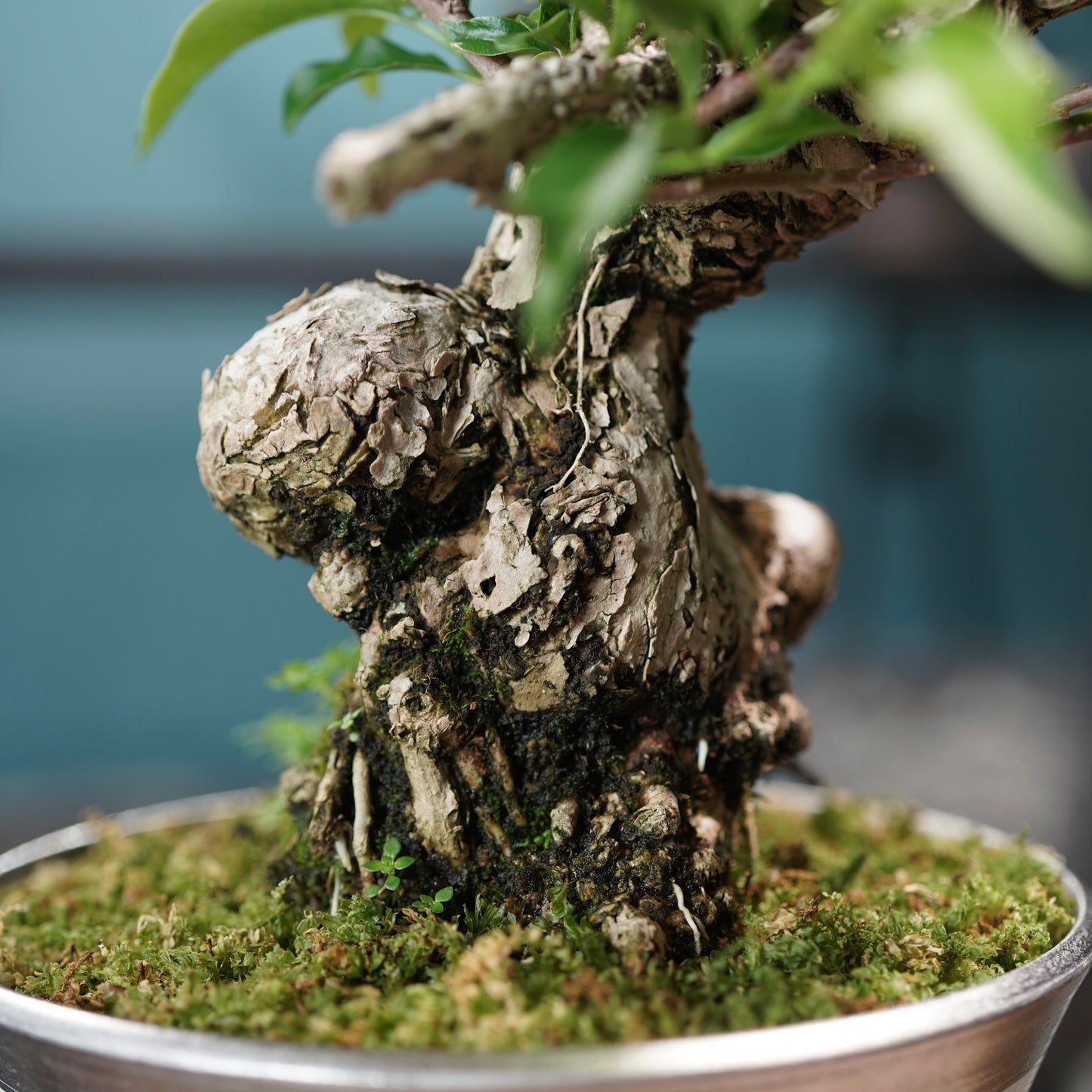 Old bougainvillea（ブーゲンビリア古木) × 高見澤 匠 "白磁／白金鉢5号"