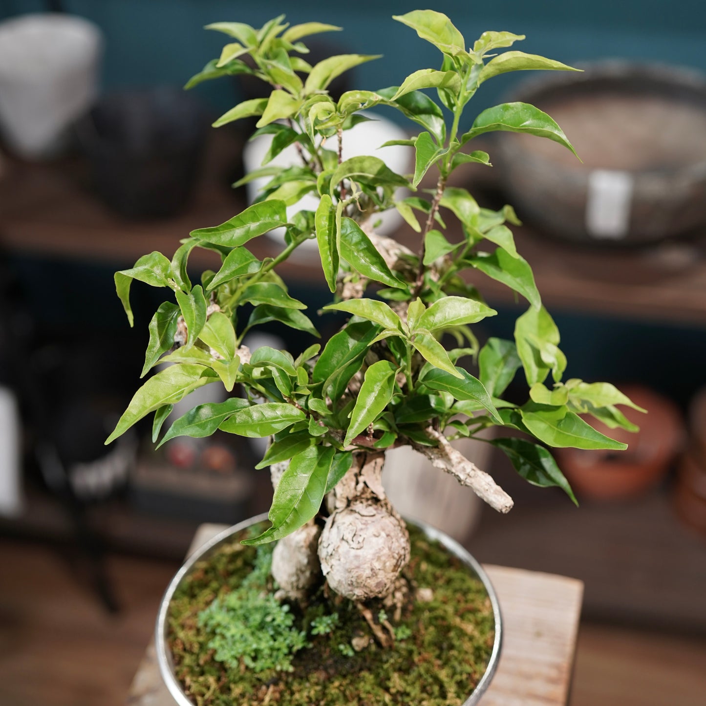 Old bougainvillea（ブーゲンビリア古木) × 高見澤 匠 "白磁／白金鉢5号"