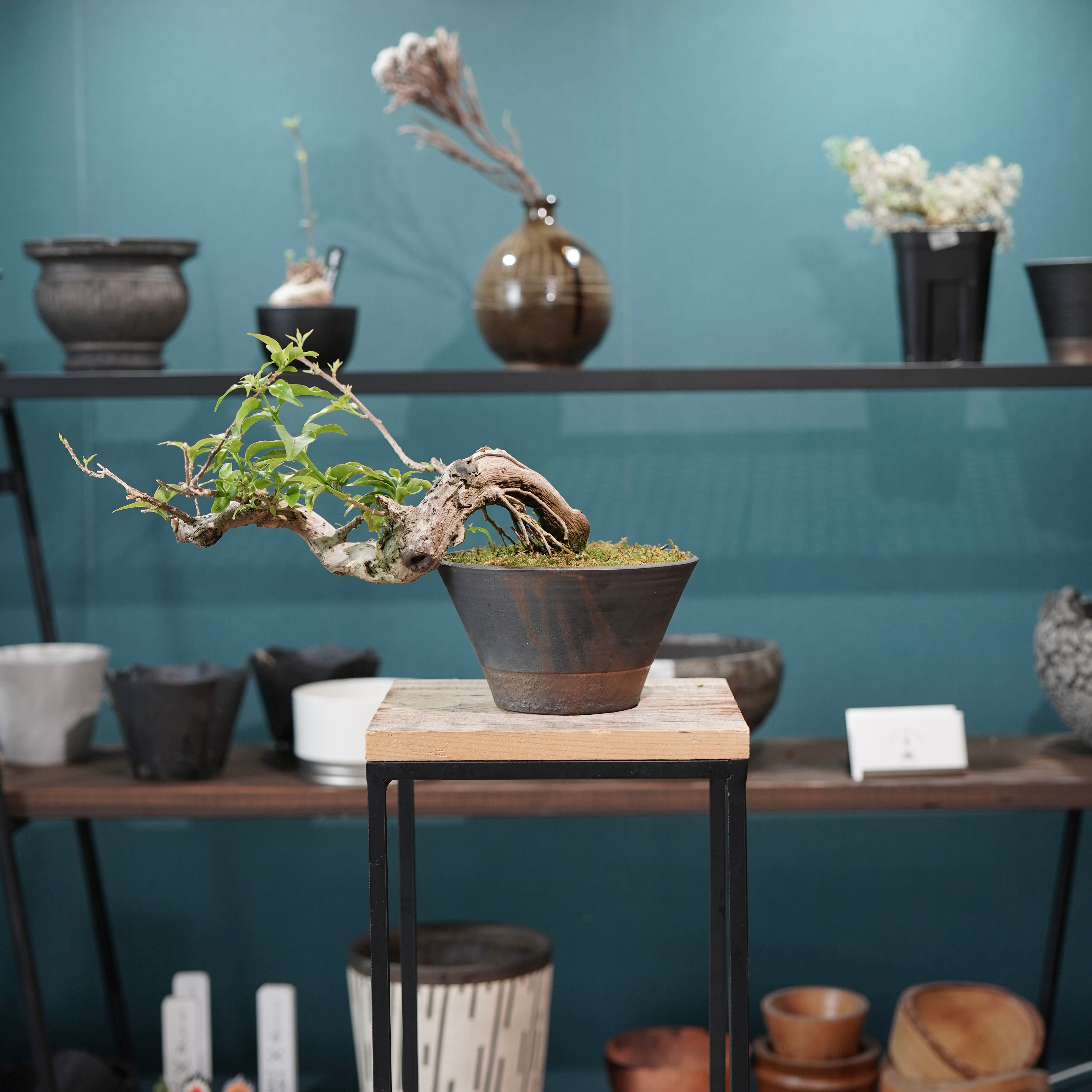 Old bougainvillea（ブーゲンビリア古木) × 高見澤 匠 