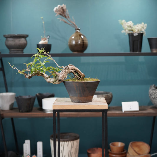 Old bougainvillea（ブーゲンビリア古木) × 高見澤 匠 "黒磁／銅彩鉢5号"