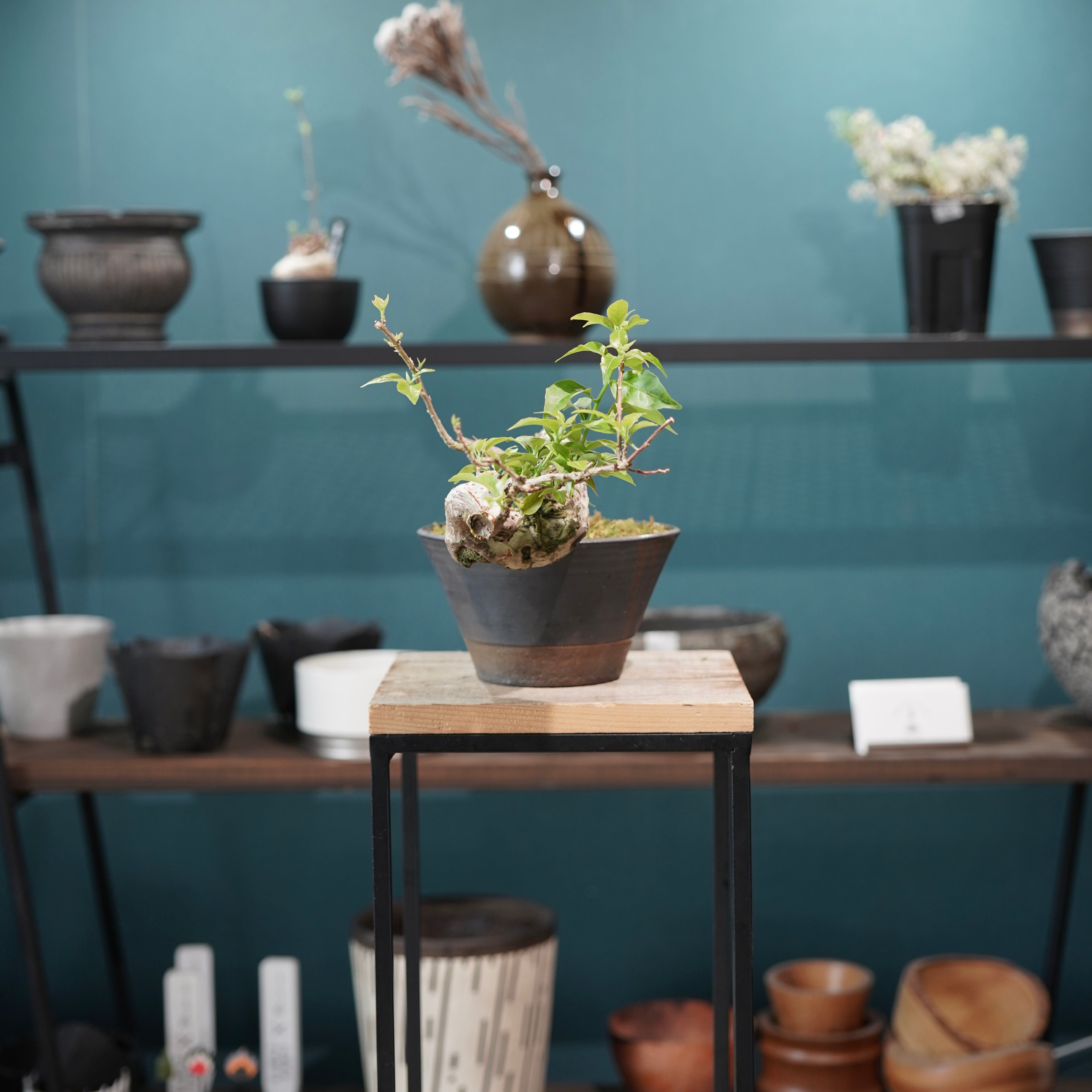 Old bougainvillea（ブーゲンビリア古木) × 高見澤 匠 