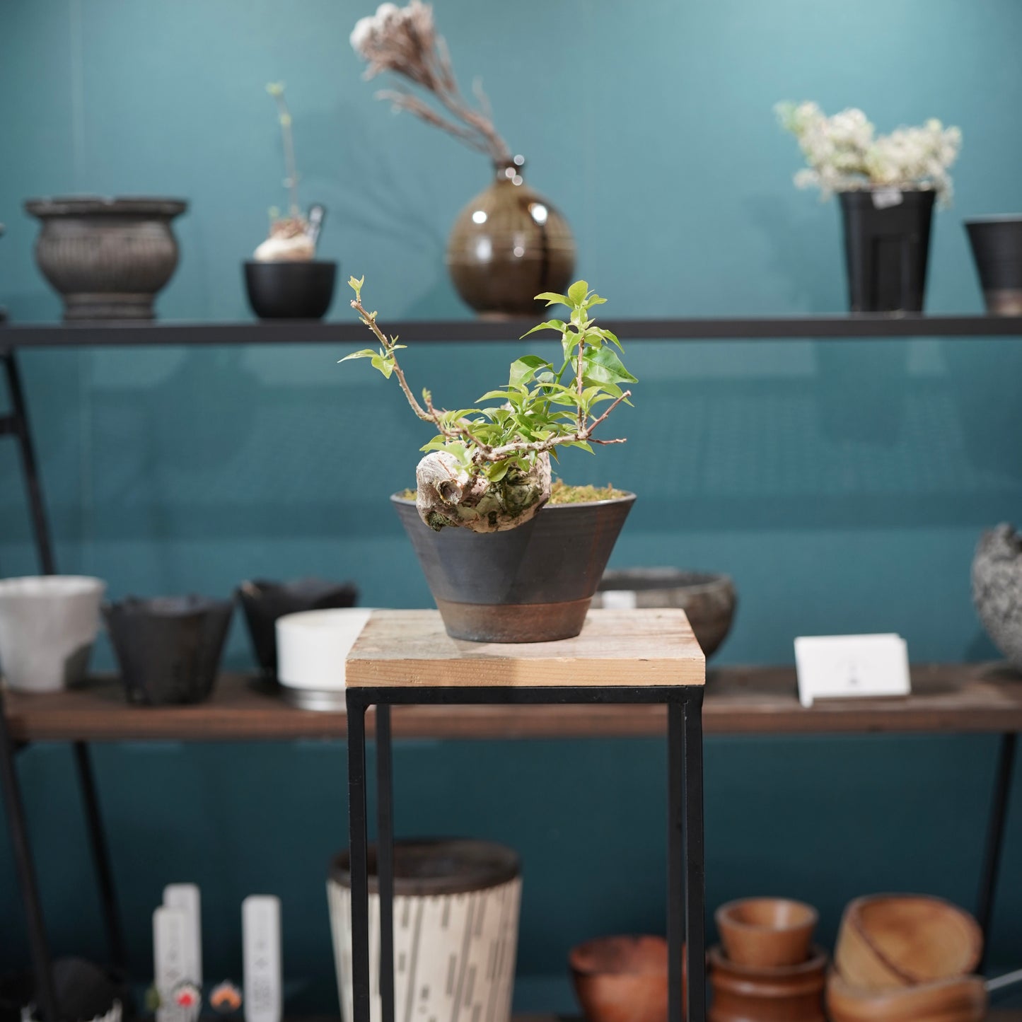 Old bougainvillea（ブーゲンビリア古木) × 高見澤 匠 "黒磁／銅彩鉢5号"