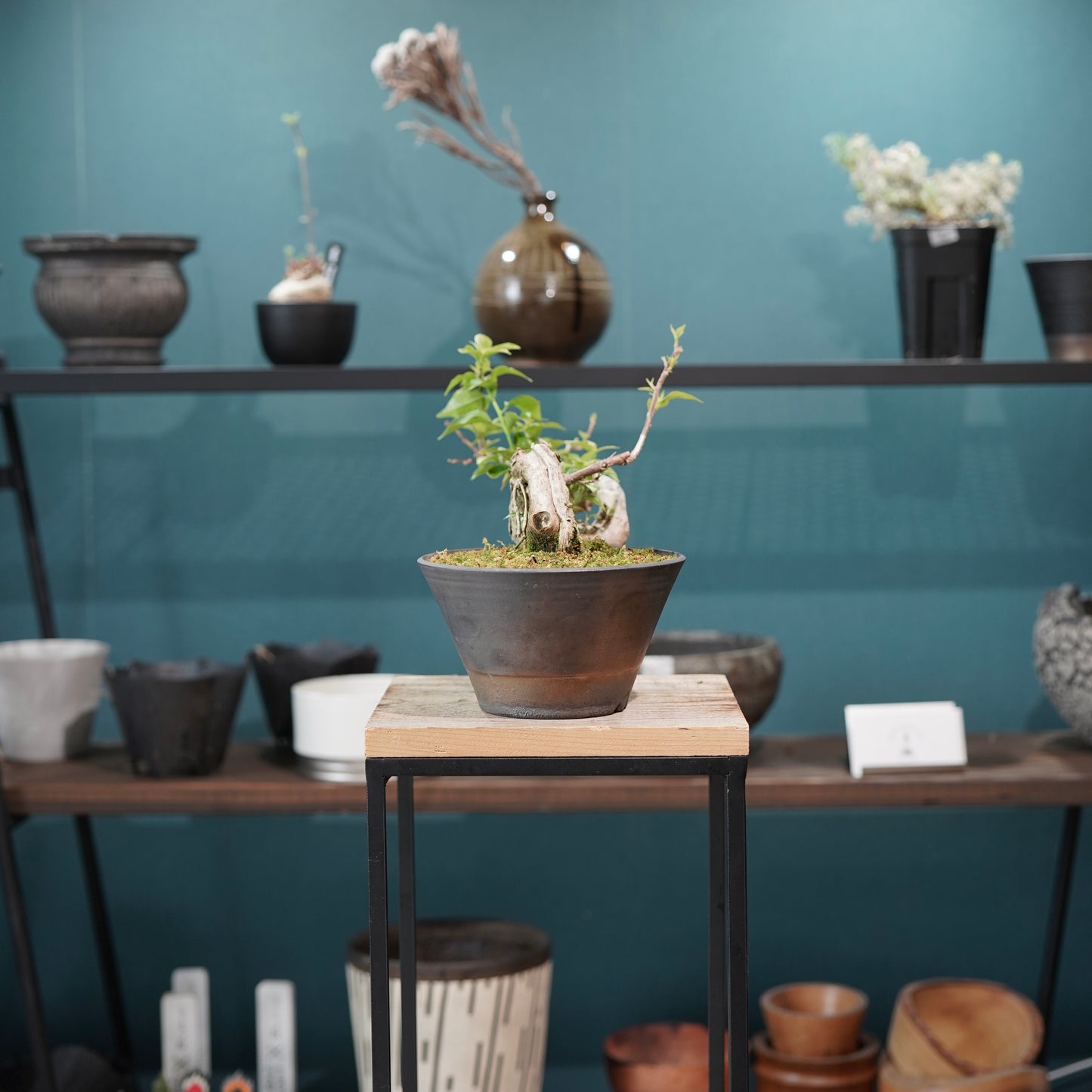 Old bougainvillea（ブーゲンビリア古木) × 高見澤 匠 "黒磁／銅彩鉢5号"