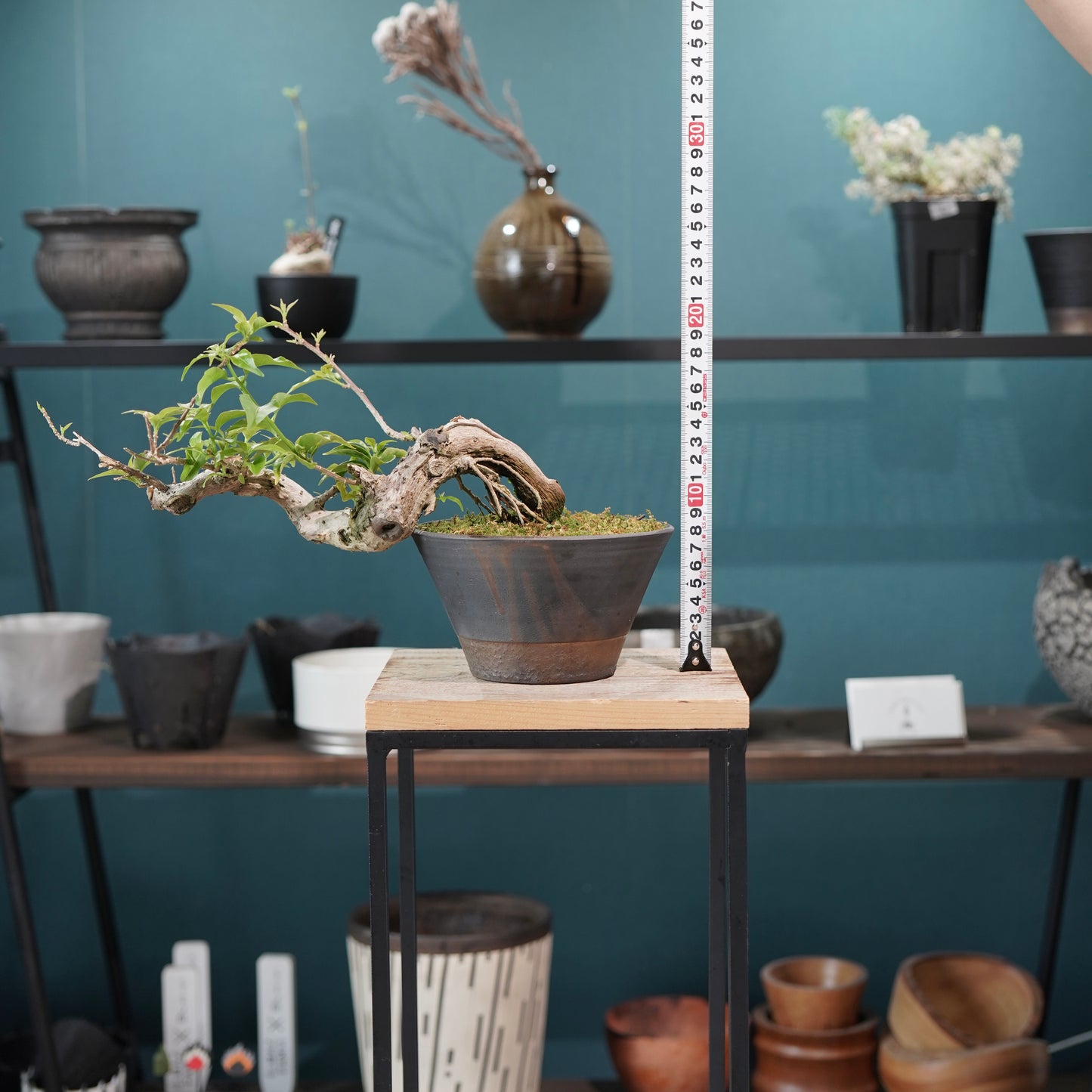 Old bougainvillea（ブーゲンビリア古木) × 高見澤 匠 "黒磁／銅彩鉢5号"