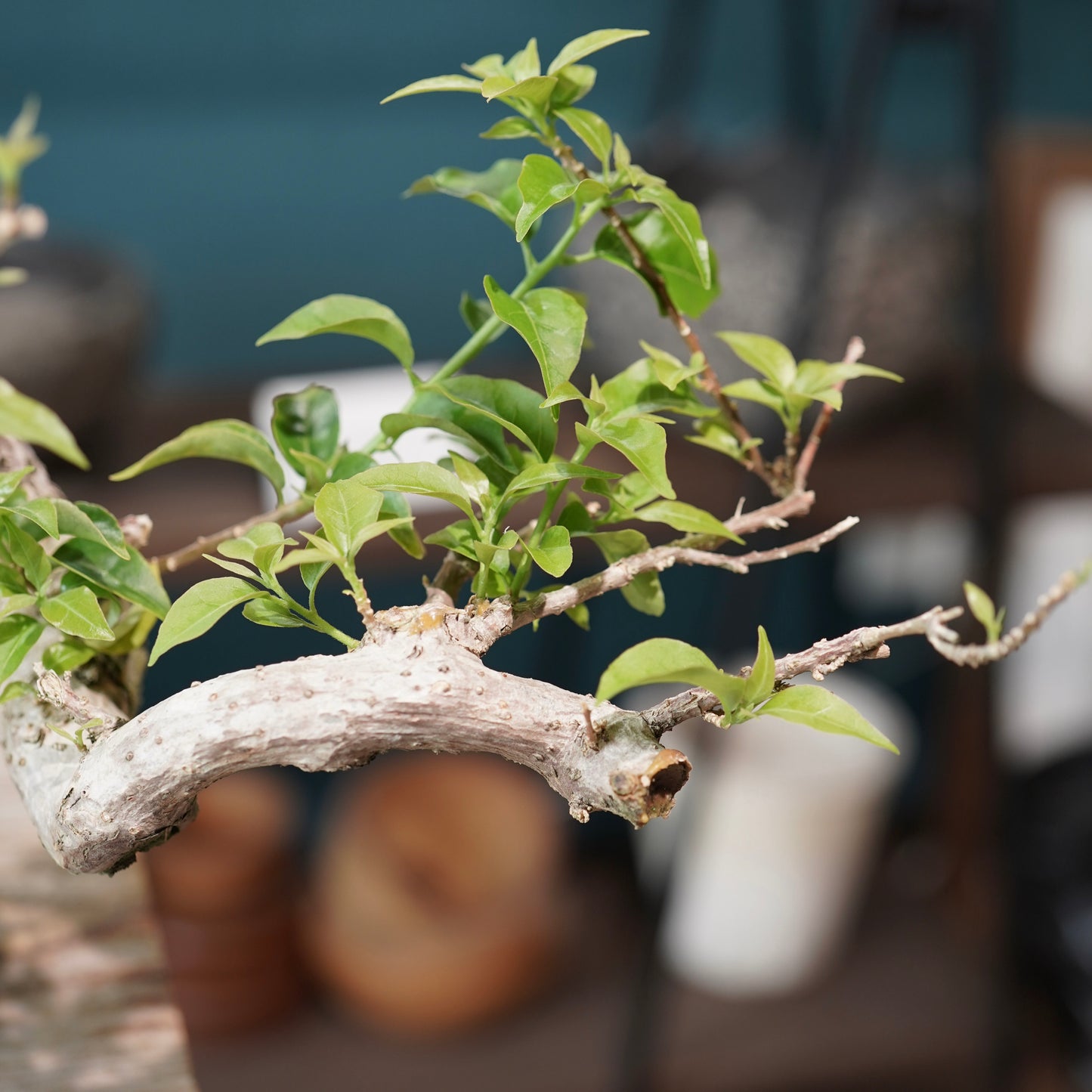 Old bougainvillea（ブーゲンビリア古木) × 高見澤 匠 "黒磁／銅彩鉢5号"