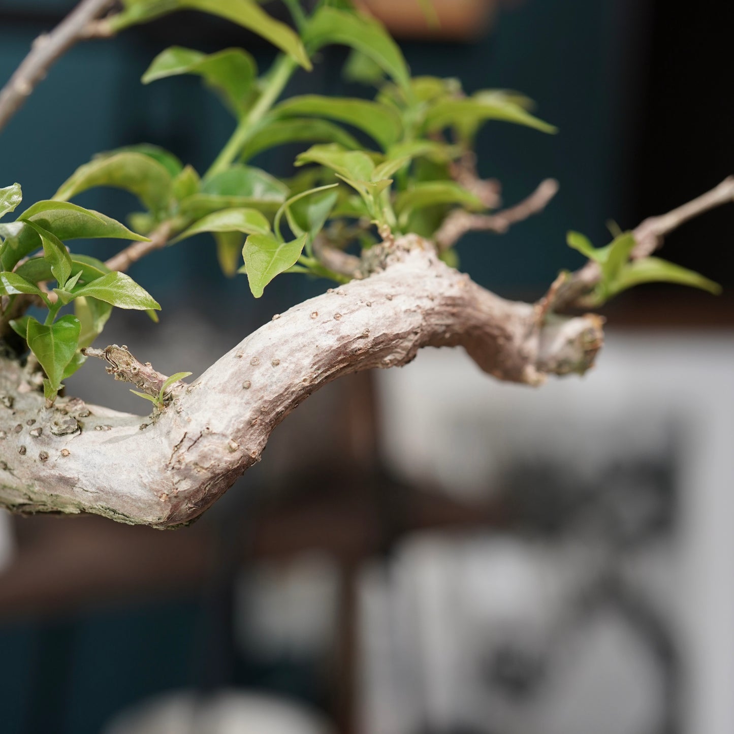 Old bougainvillea（ブーゲンビリア古木) × 高見澤 匠 "黒磁／銅彩鉢5号"