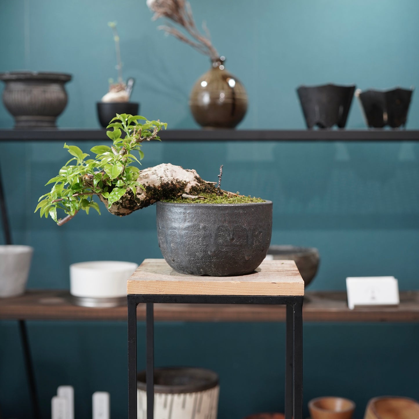 Old bougainvillea（ブーゲンビリア古木) ×  金彩丸尻