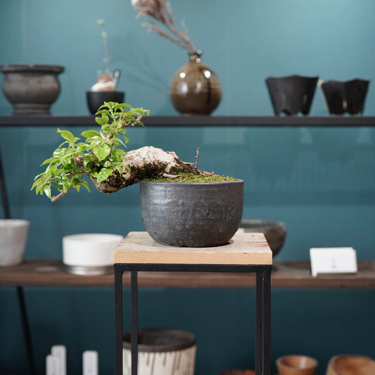 Old bougainvillea（ブーゲンビリア古木) ×  金彩丸尻