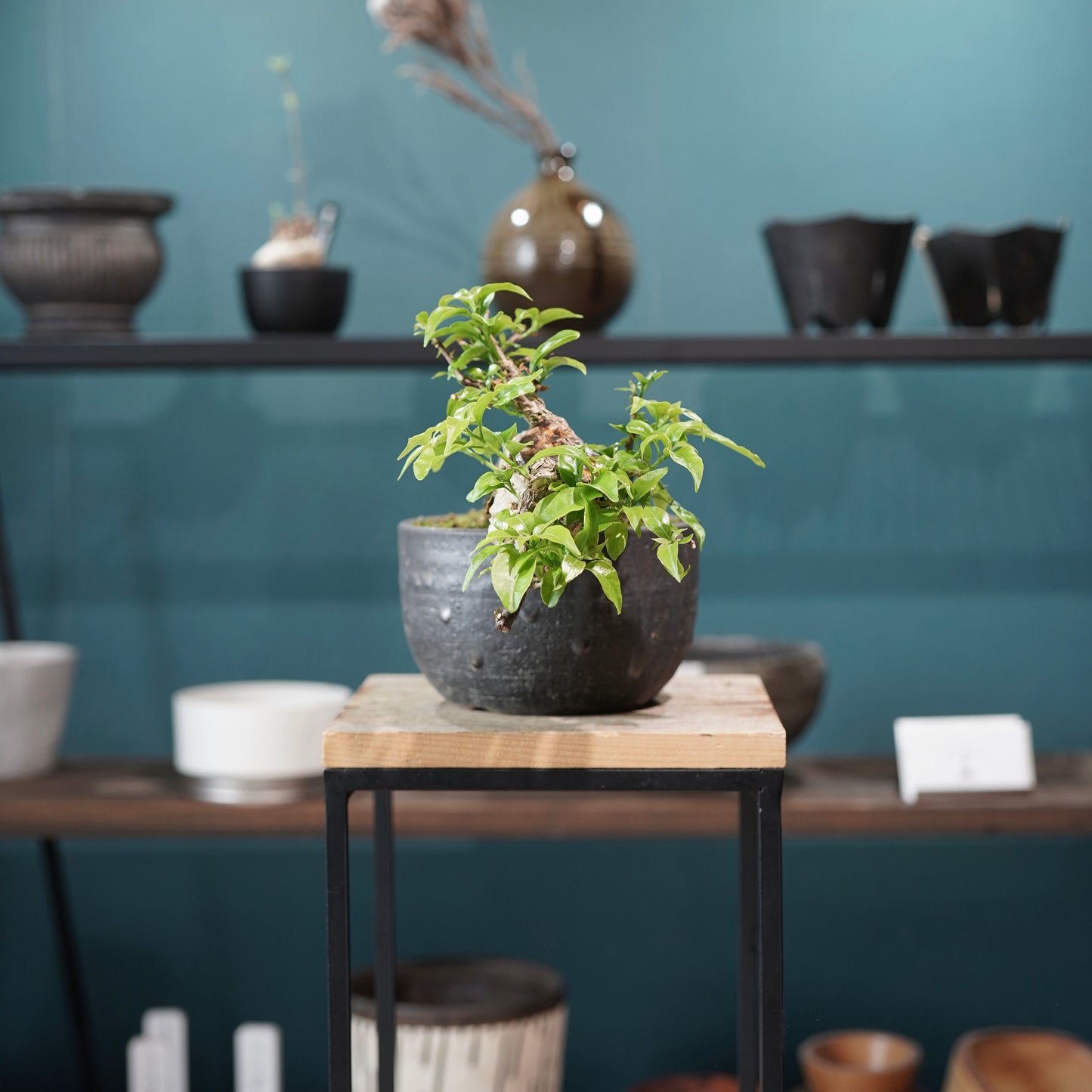 Old bougainvillea（ブーゲンビリア古木) ×  金彩丸尻