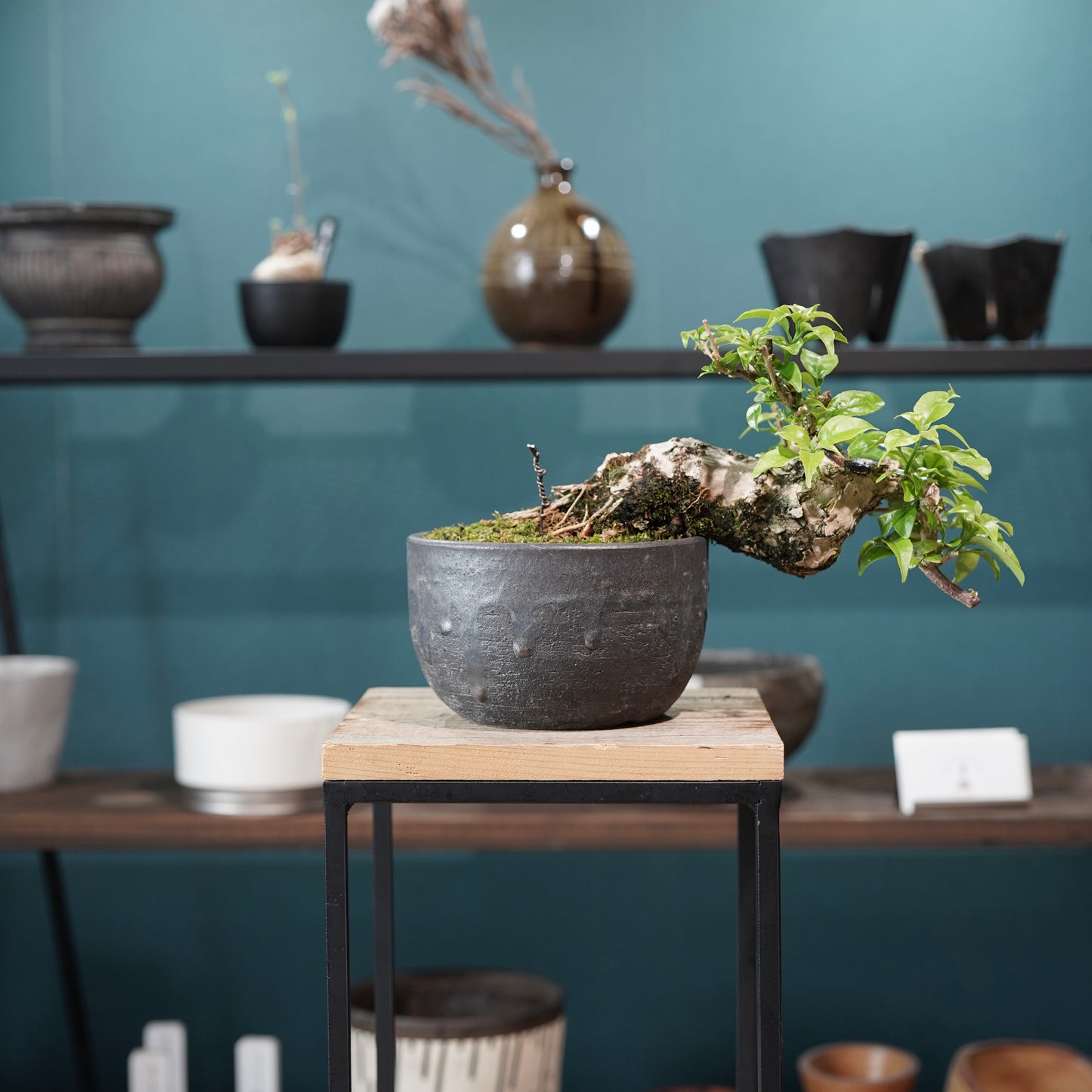 Old bougainvillea（ブーゲンビリア古木) ×  金彩丸尻