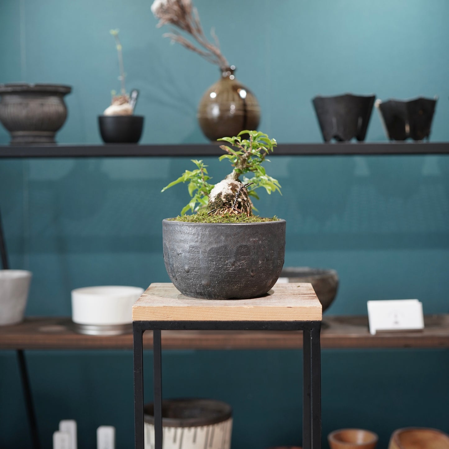 Old bougainvillea（ブーゲンビリア古木) ×  金彩丸尻