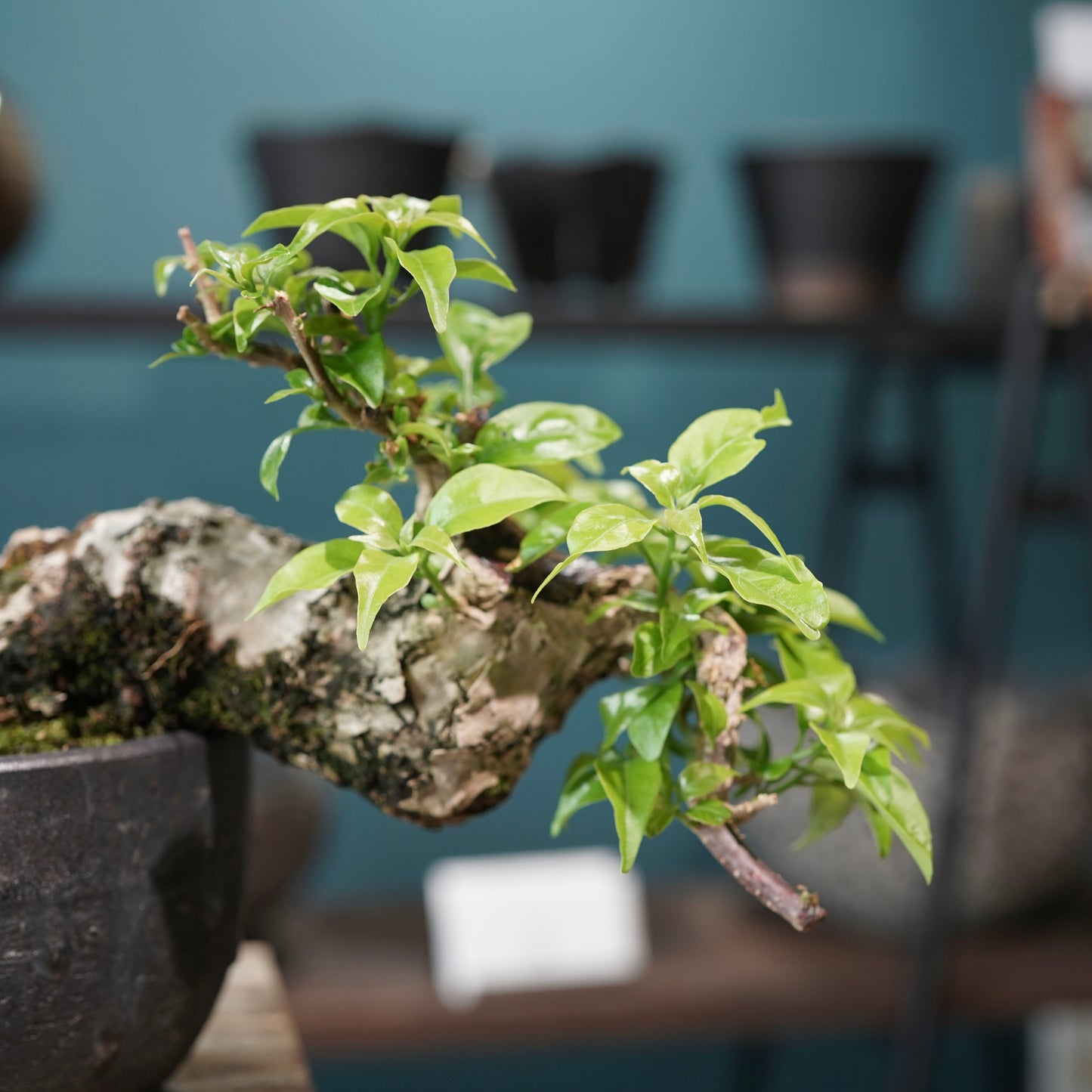 Old bougainvillea（ブーゲンビリア古木) ×  金彩丸尻