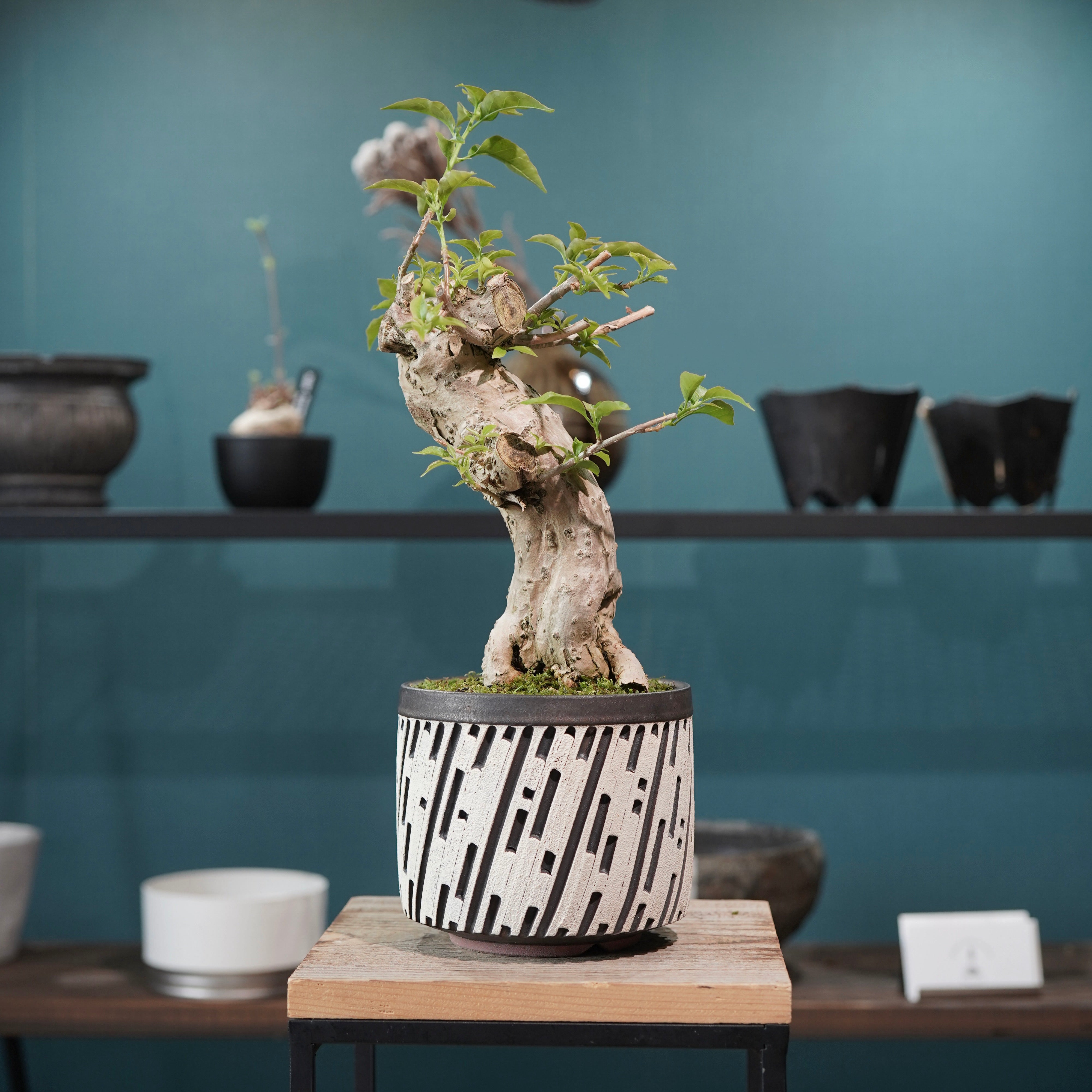 PLANTS – ELBAZ GREEN STORE
