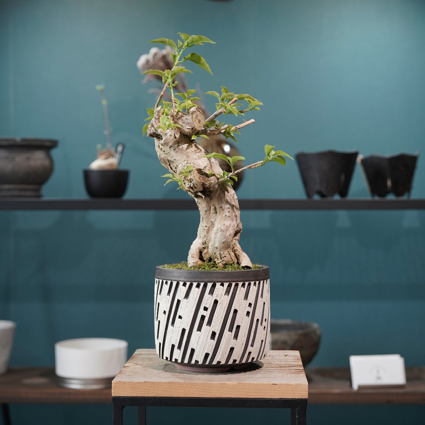 Old bougainvillea（ブーゲンビリア古木) × konect tokyo "shinogi"No.1