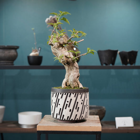 Old bougainvillea（ブーゲンビリア古木) × konect tokyo "shinogi"No.1