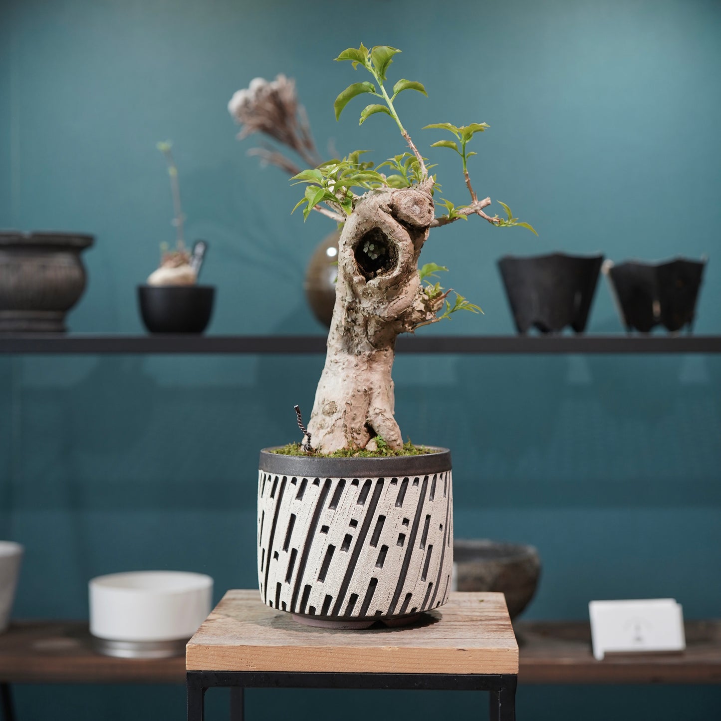 Old bougainvillea（ブーゲンビリア古木) × konect tokyo "shinogi"No.1