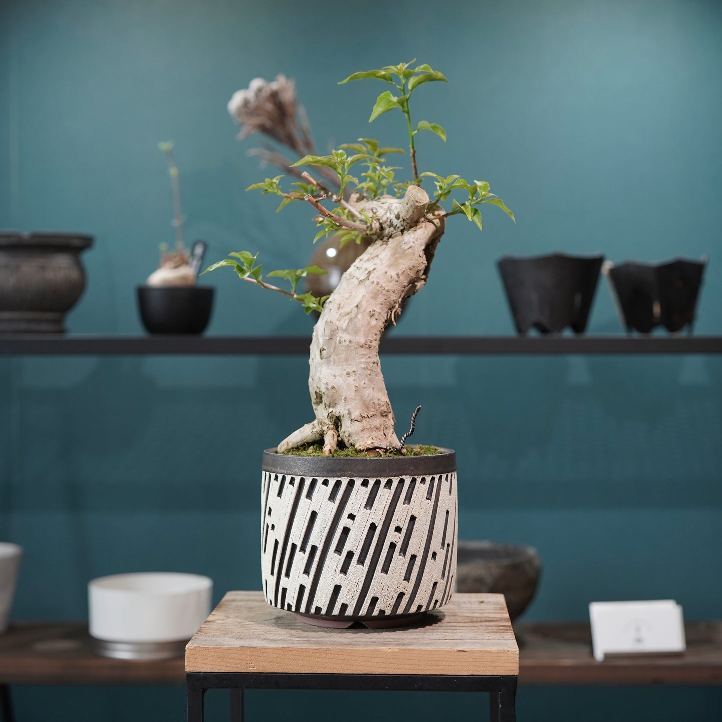 Old bougainvillea（ブーゲンビリア古木) × konect tokyo "shinogi"No.1