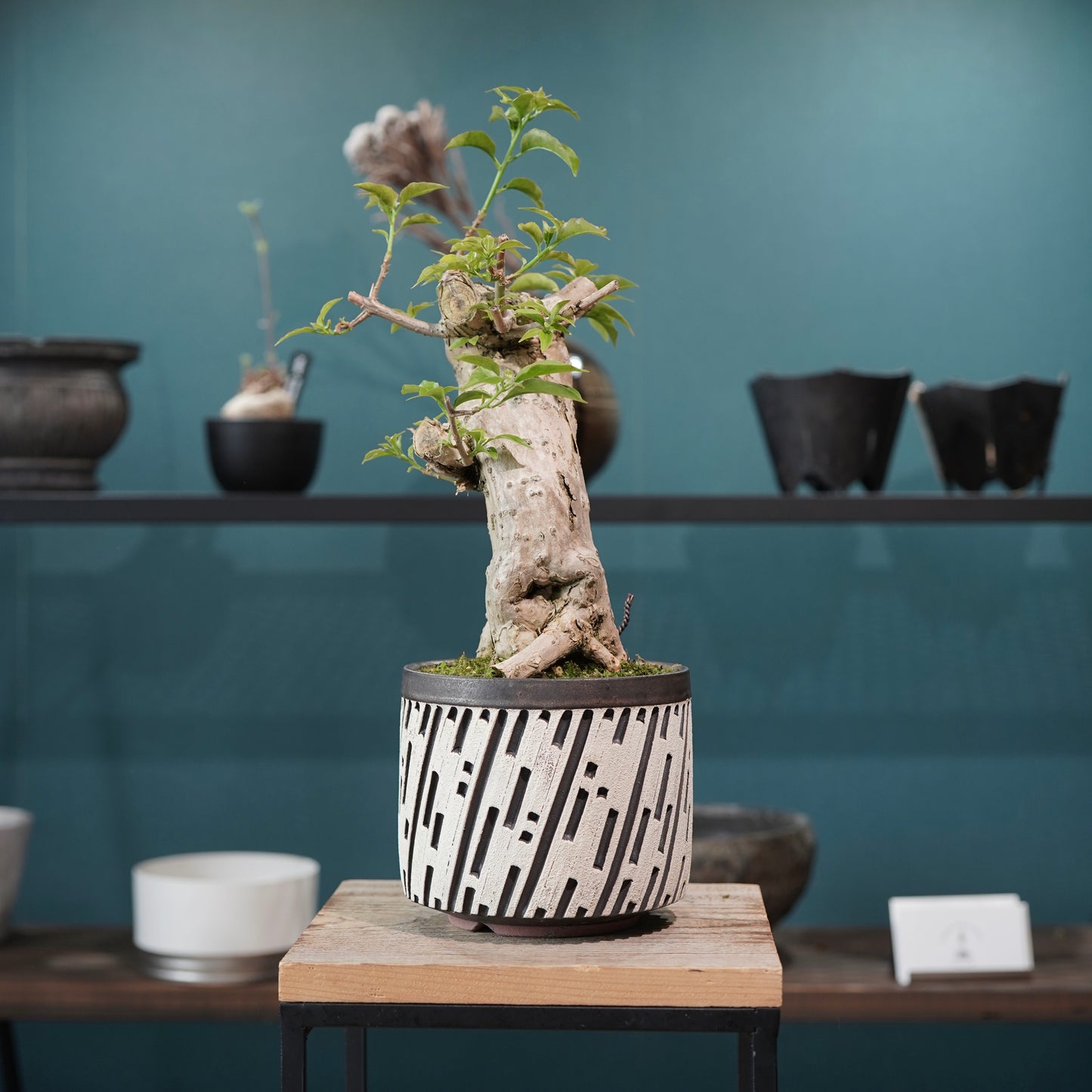 Old bougainvillea（ブーゲンビリア古木) × konect tokyo "shinogi"No.1