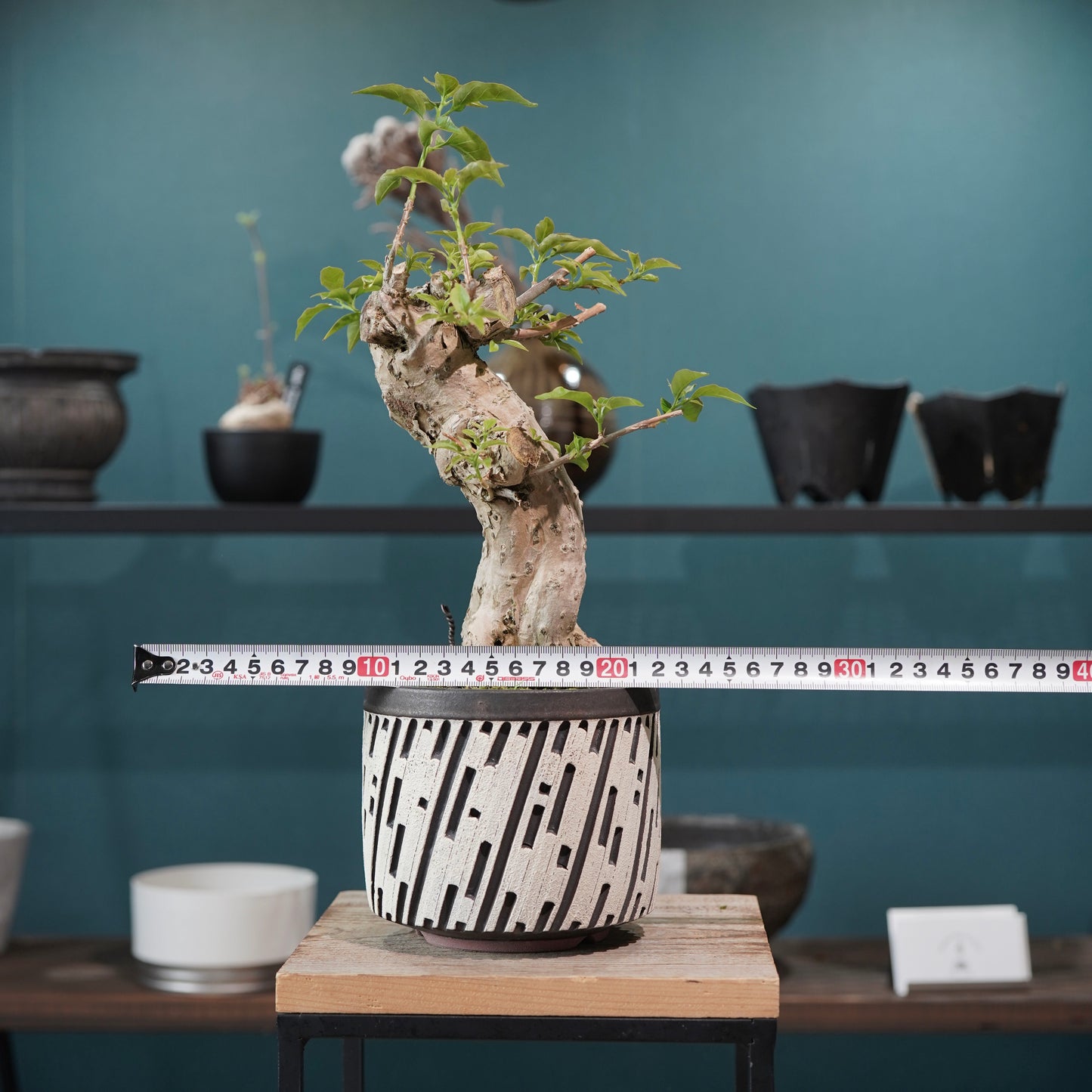 Old bougainvillea（ブーゲンビリア古木) × konect tokyo "shinogi"No.1