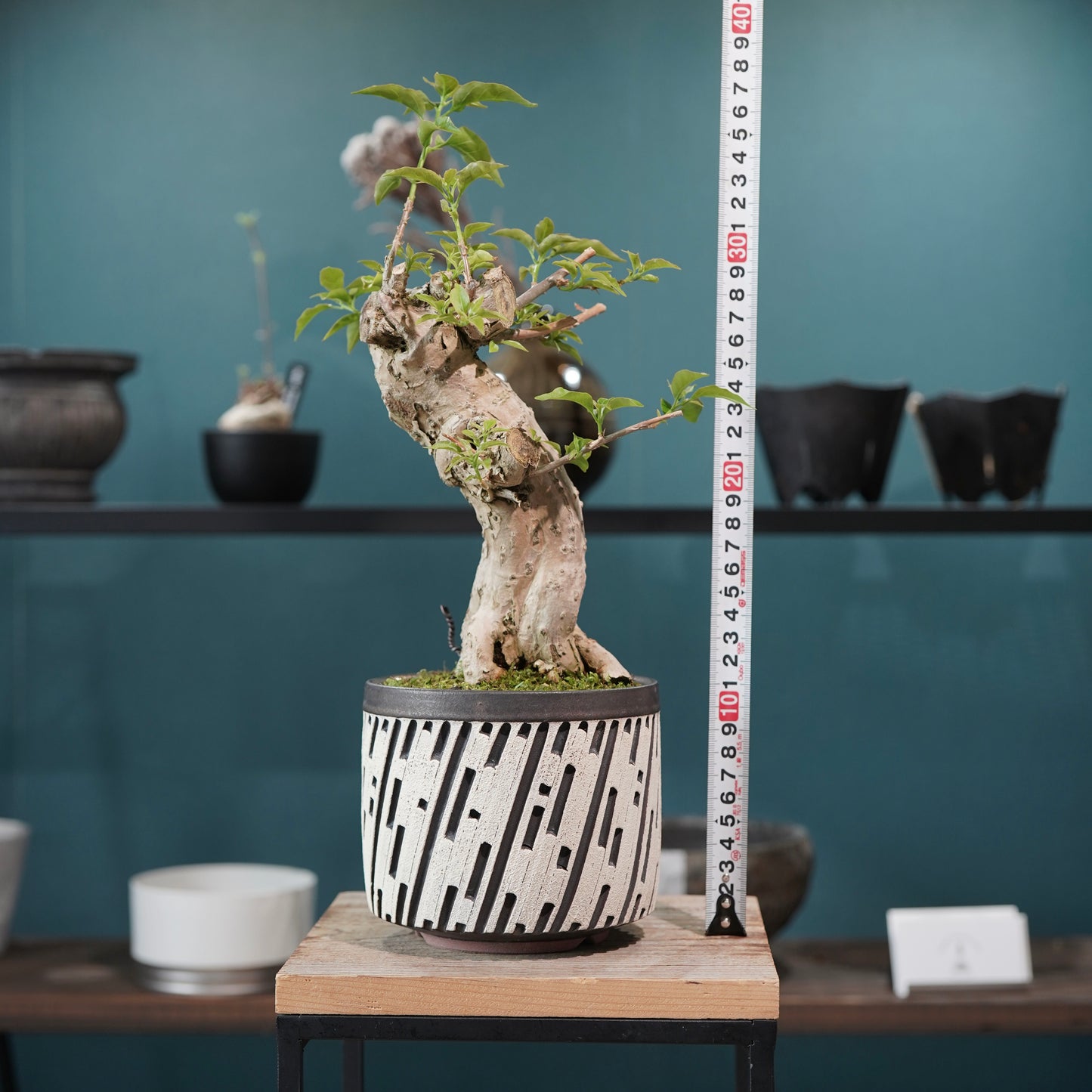 Old bougainvillea（ブーゲンビリア古木) × konect tokyo "shinogi"No.1