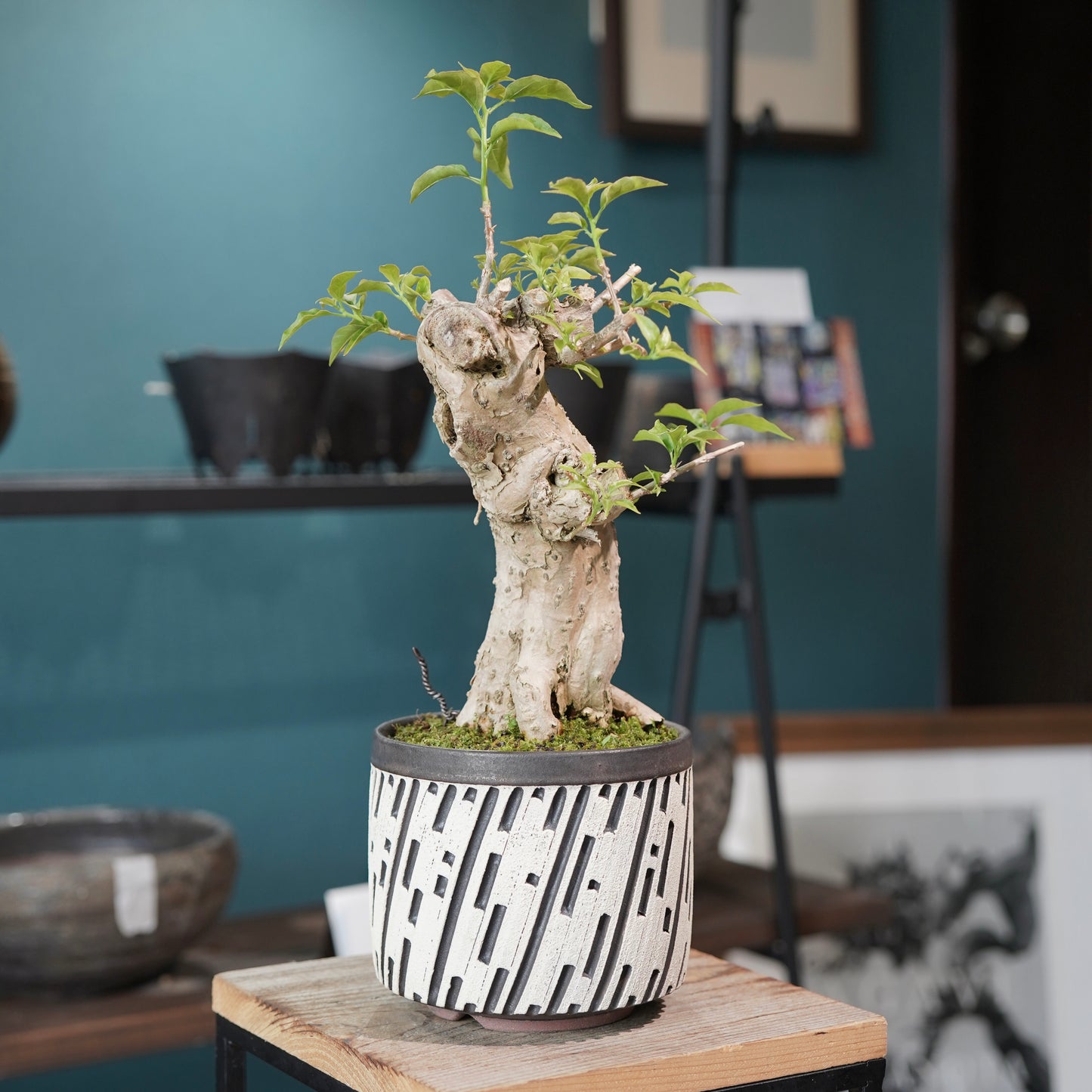 Old bougainvillea（ブーゲンビリア古木) × konect tokyo "shinogi"No.1