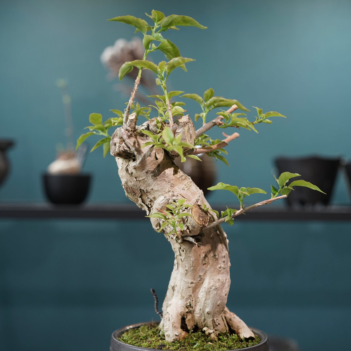Old bougainvillea（ブーゲンビリア古木) × konect tokyo "shinogi"No.1