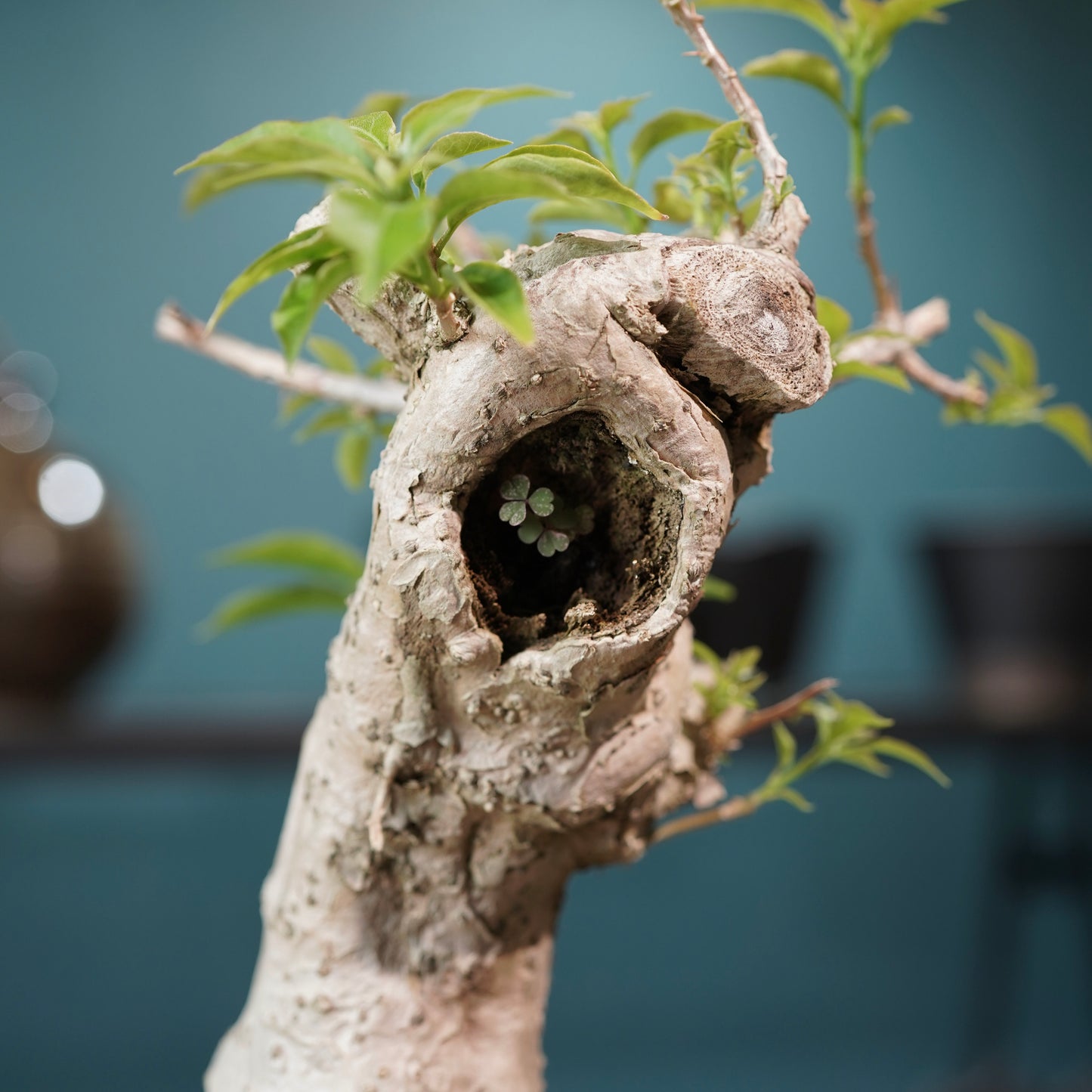 Old bougainvillea（ブーゲンビリア古木) × konect tokyo "shinogi"No.1