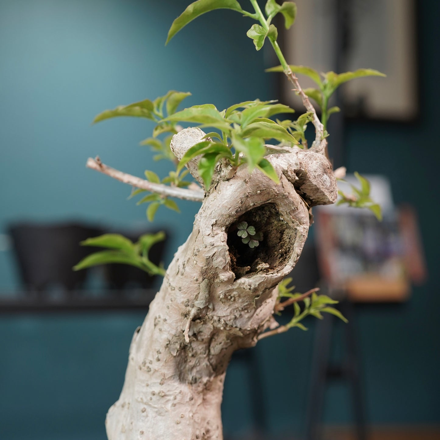 Old bougainvillea（ブーゲンビリア古木) × konect tokyo "shinogi"No.1