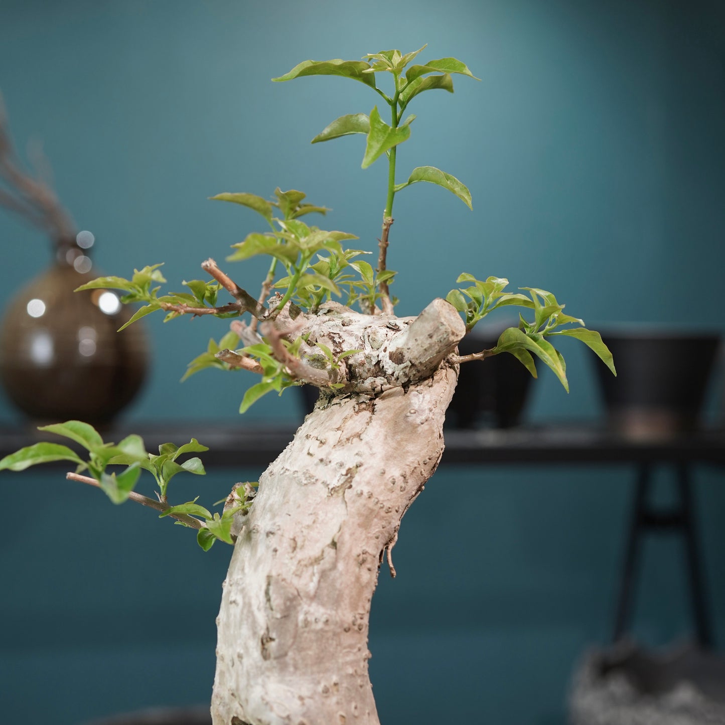 Old bougainvillea（ブーゲンビリア古木) × konect tokyo "shinogi"No.1