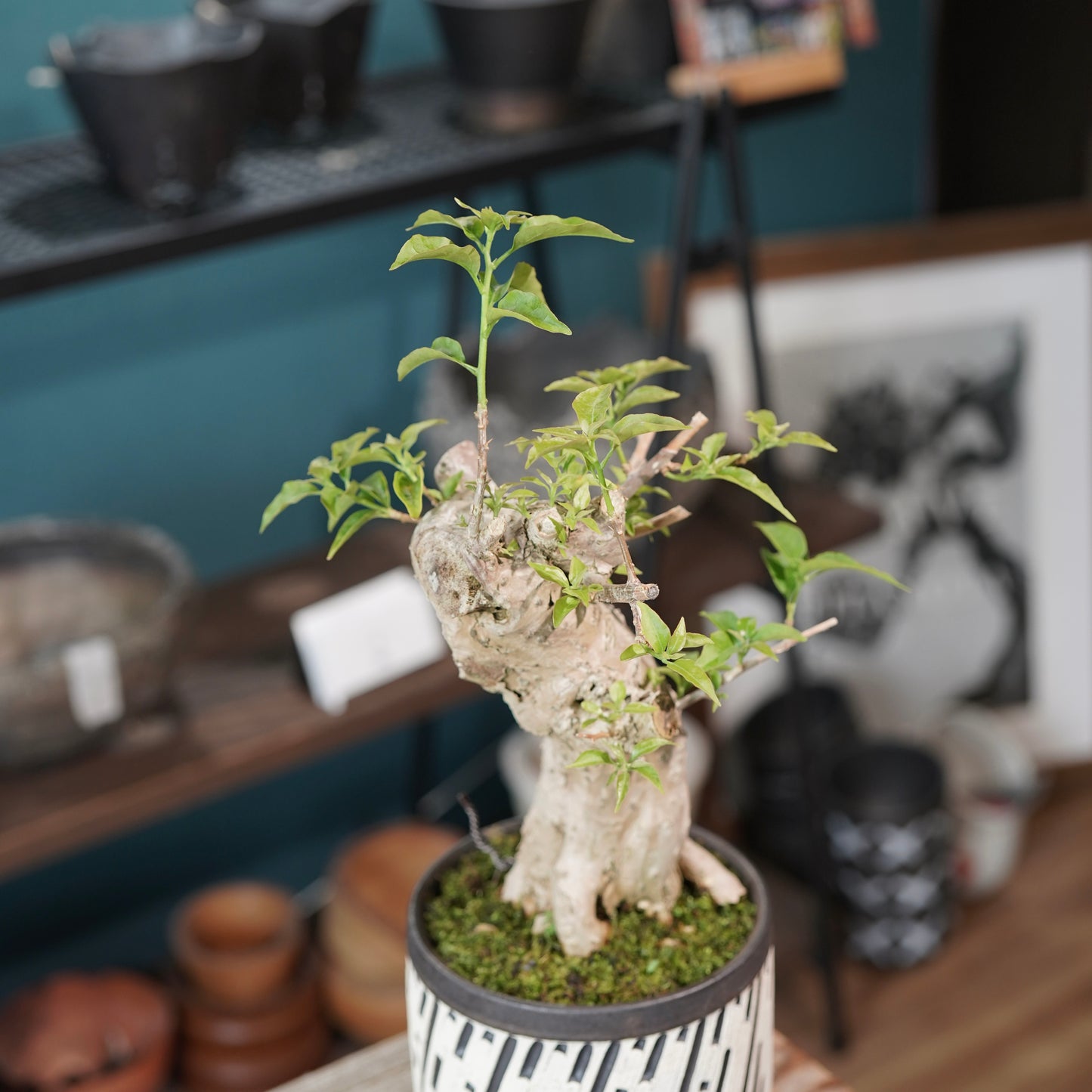 Old bougainvillea（ブーゲンビリア古木) × konect tokyo "shinogi"No.1