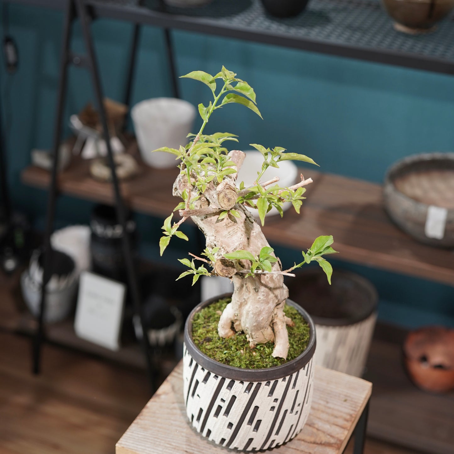 Old bougainvillea（ブーゲンビリア古木) × konect tokyo "shinogi"No.1