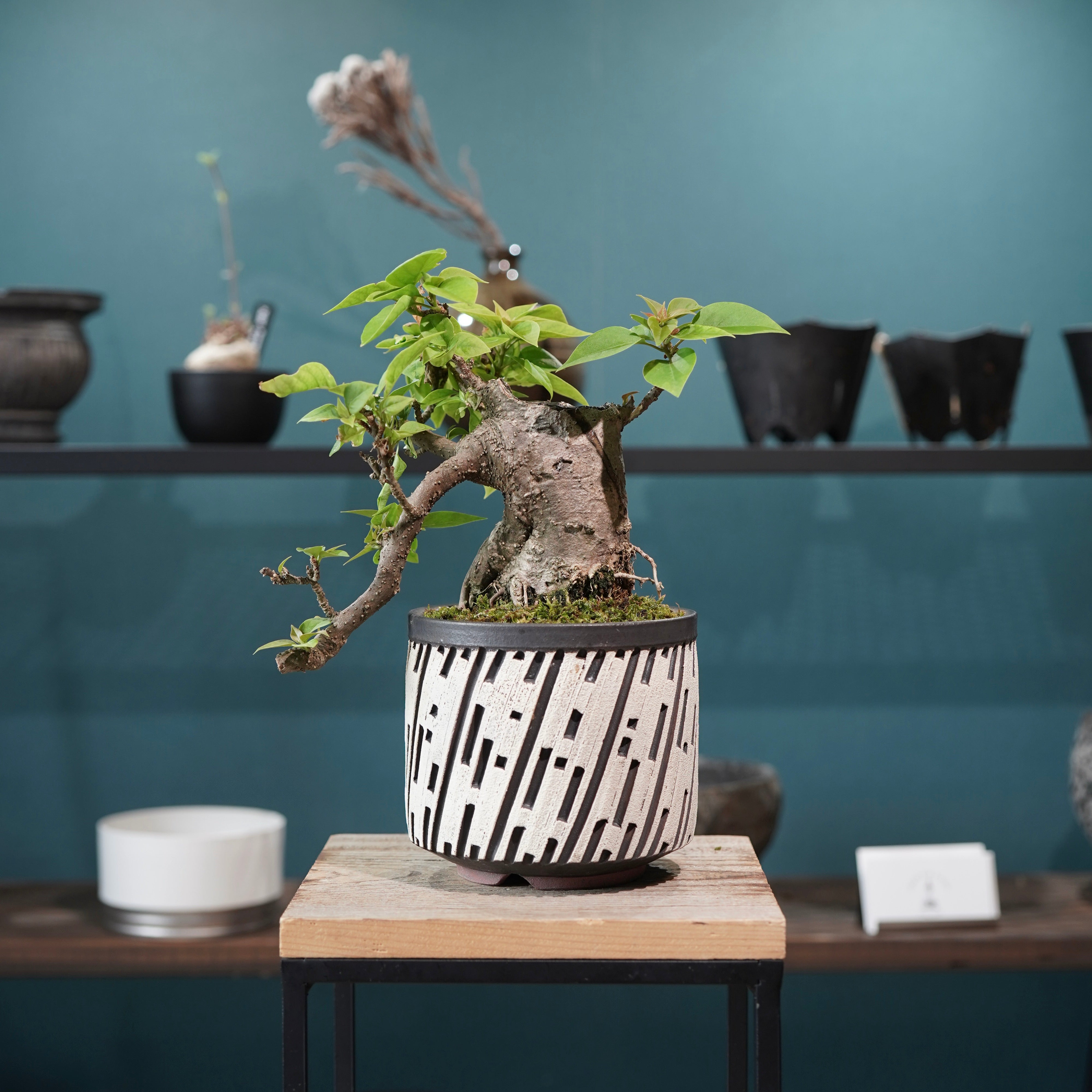 PLANTS – ELBAZ GREEN STORE