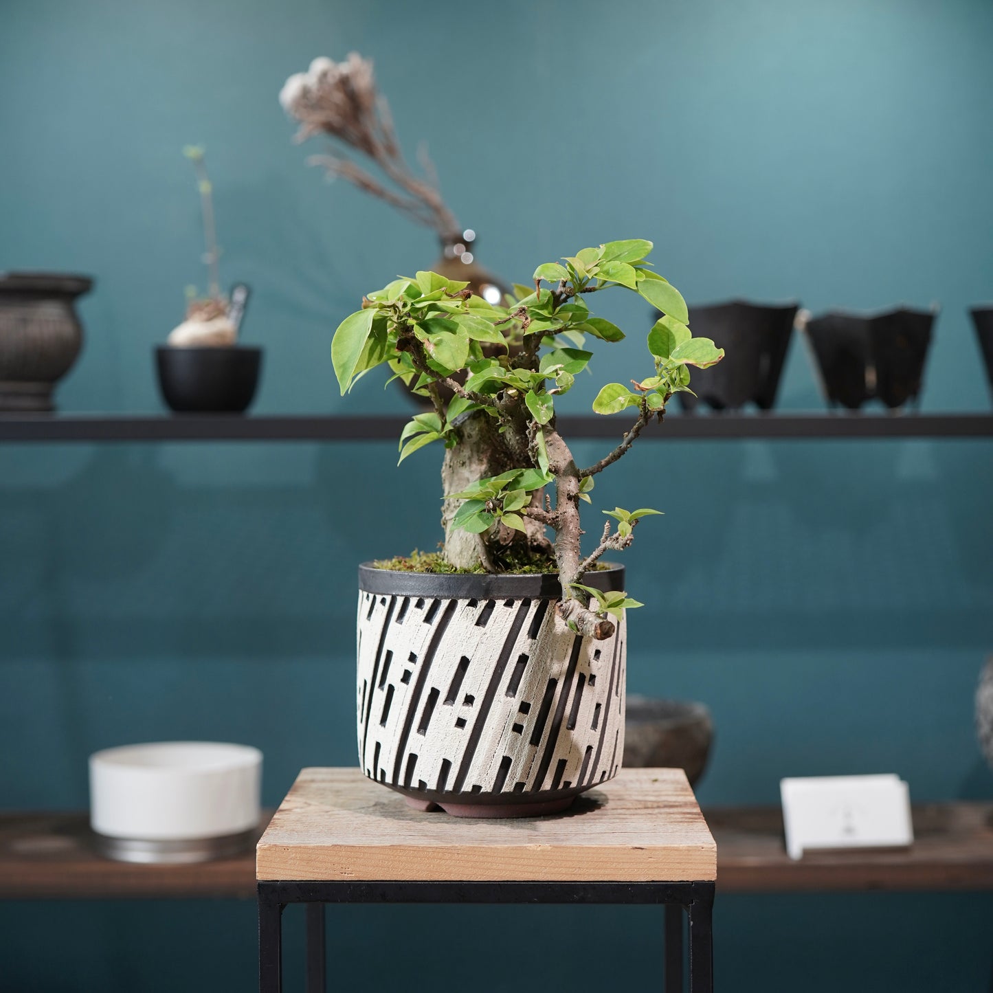 Old bougainvillea（ブーゲンビリア古木) × konect tokyo "shinogi"No.2