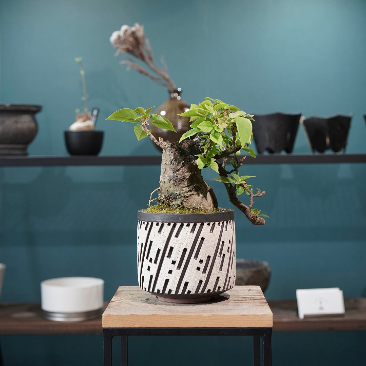 Old bougainvillea（ブーゲンビリア古木) × konect tokyo "shinogi"No.2