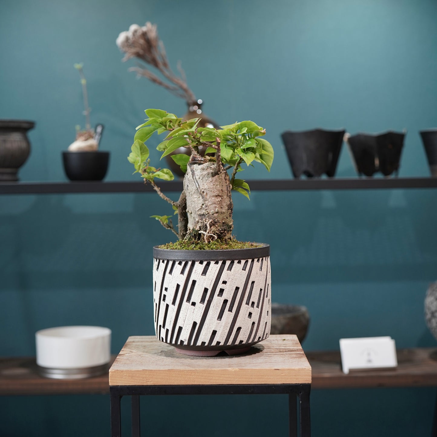 Old bougainvillea（ブーゲンビリア古木) × konect tokyo "shinogi"No.2