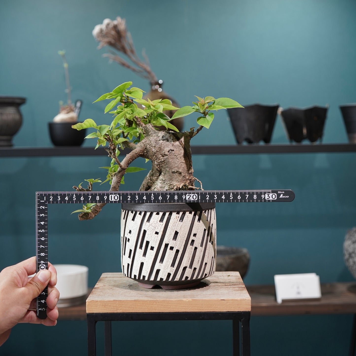 Old bougainvillea（ブーゲンビリア古木) × konect tokyo "shinogi"No.2