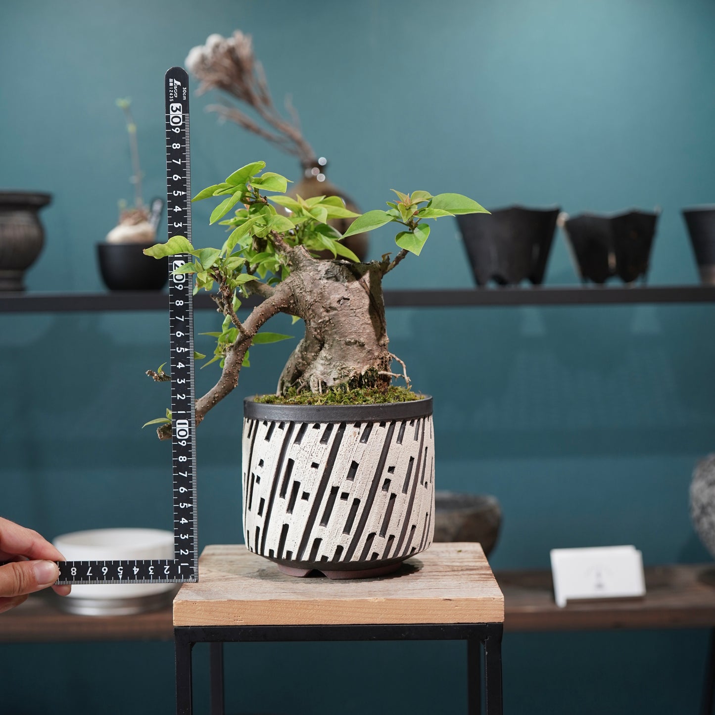 Old bougainvillea（ブーゲンビリア古木) × konect tokyo "shinogi"No.2