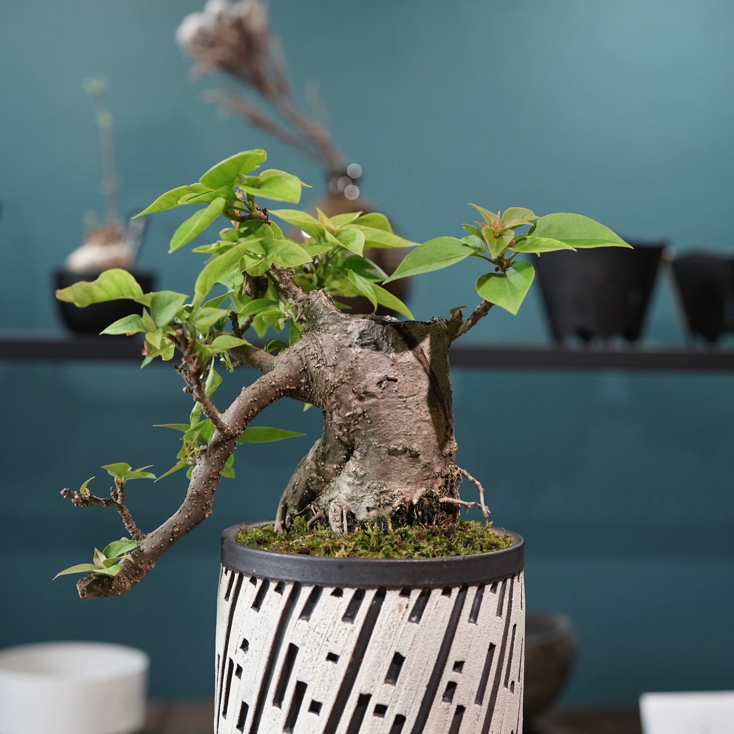 Old bougainvillea（ブーゲンビリア古木) × konect tokyo "shinogi"No.2